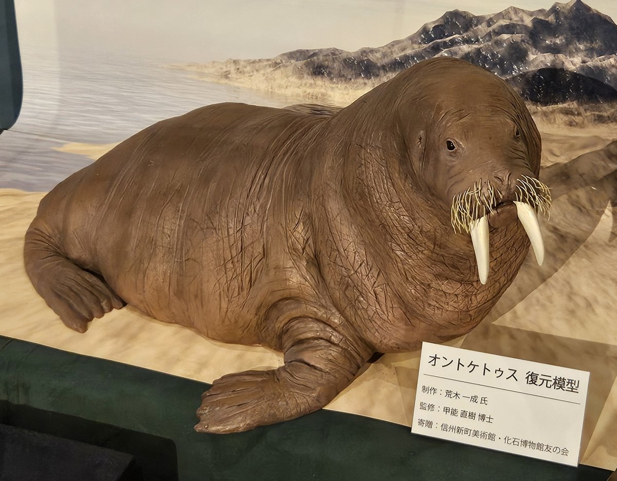 獣骨彫刻 セイウチ牙 翁像 人物像 在銘 置物 時代箱 M 7448 