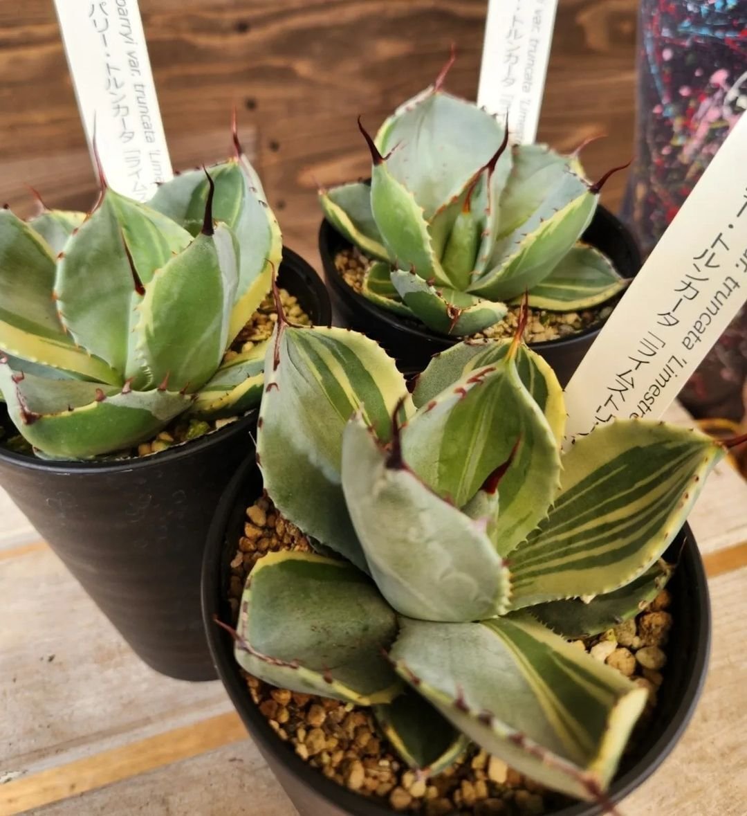 入荷情報（多肉植物編）2024.8.23 ～｜グリーンセンター芳樹園