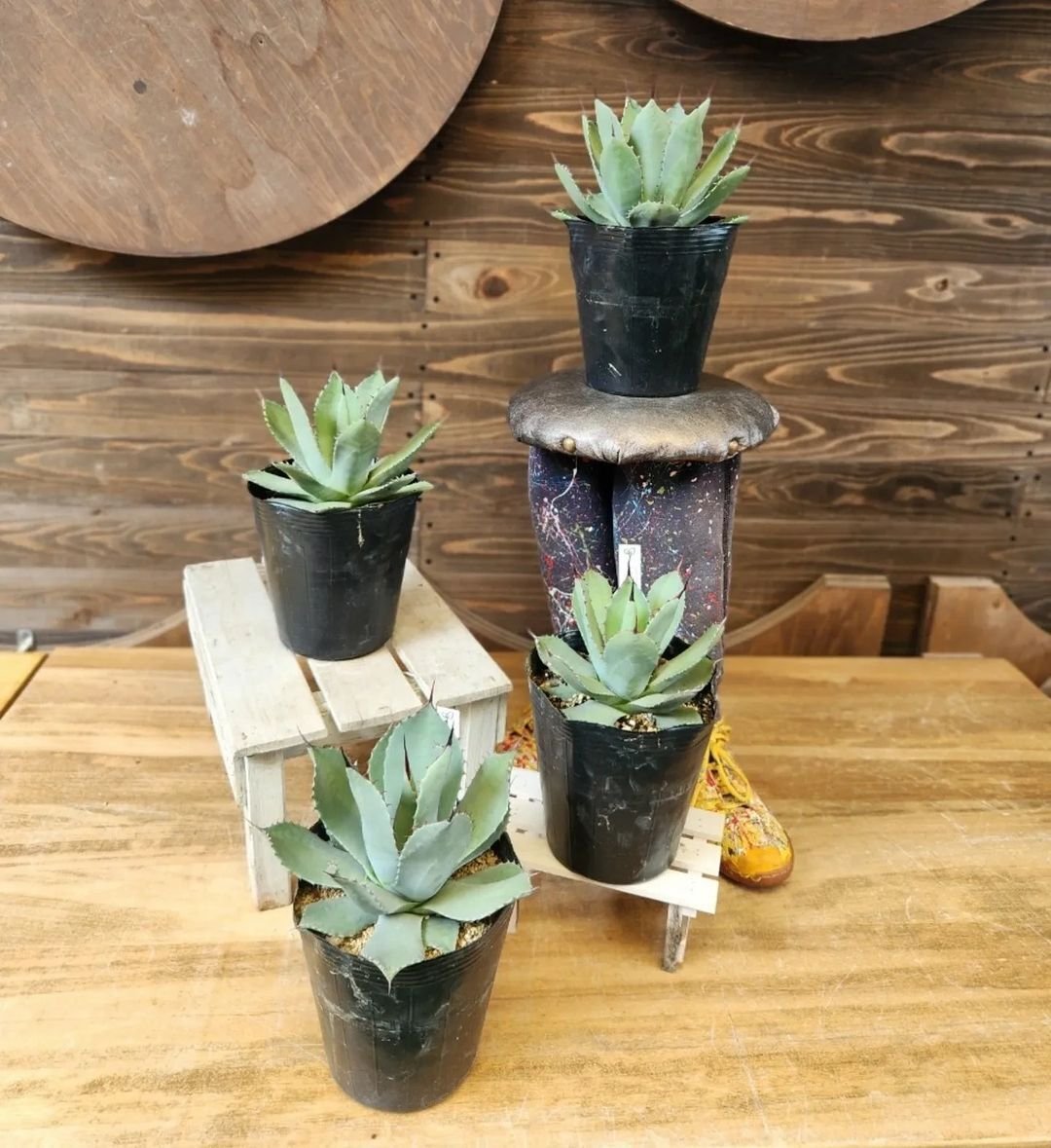 入荷情報（多肉植物編）2024.8.23 ～｜グリーンセンター芳樹園