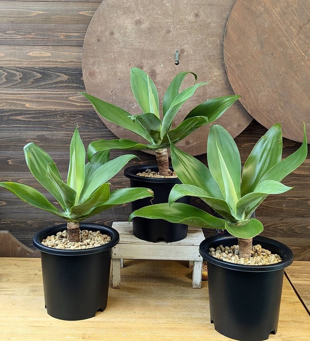 入荷情報（多肉植物編）2024.8.23 ～｜グリーンセンター芳樹園