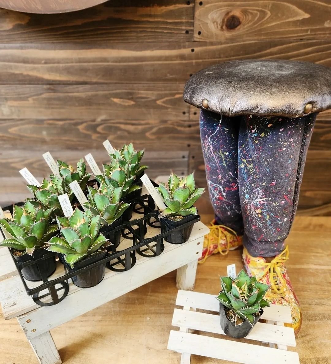 入荷情報(多肉植物編)2024.8.23 ~|グリーンセンター芳樹園 入荷情報(多肉植物編)2024.8.23 ~|グリーンセンター芳樹園