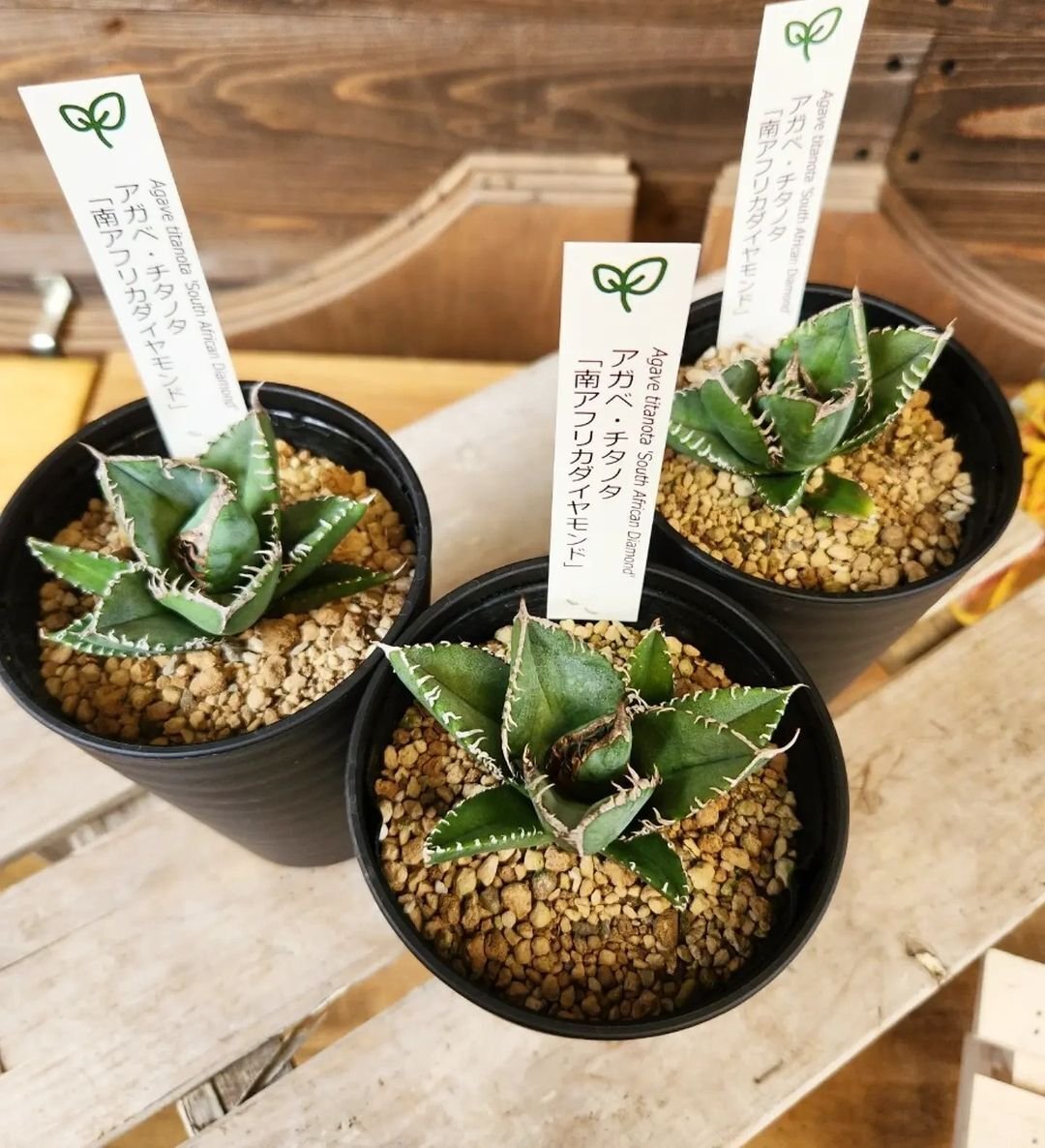 入荷情報(多肉植物編)2024.8.23 ~|グリーンセンター芳樹園 入荷情報(多肉植物編)2024.8.23 ~|グリーンセンター芳樹園