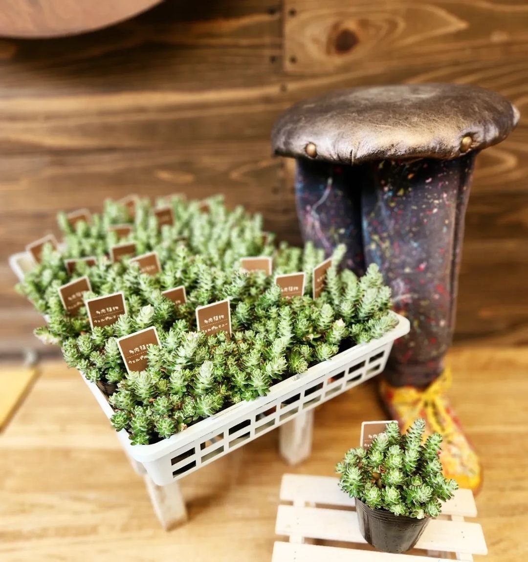 入荷情報（多肉植物編）2024.8.23 ～｜グリーンセンター芳樹園
