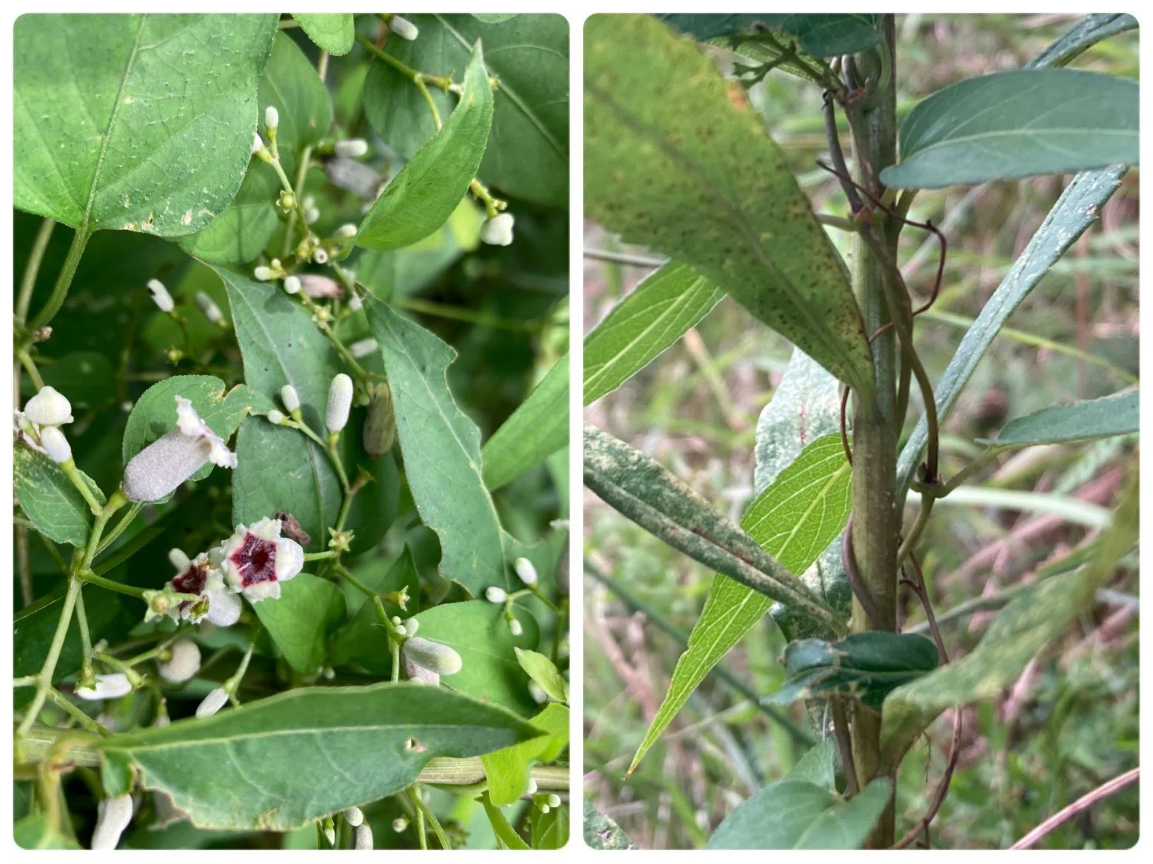 見渡せばツルばかり｜あぶらやま植物ブログ⑧｜ABURAYAMA FUKUOKA