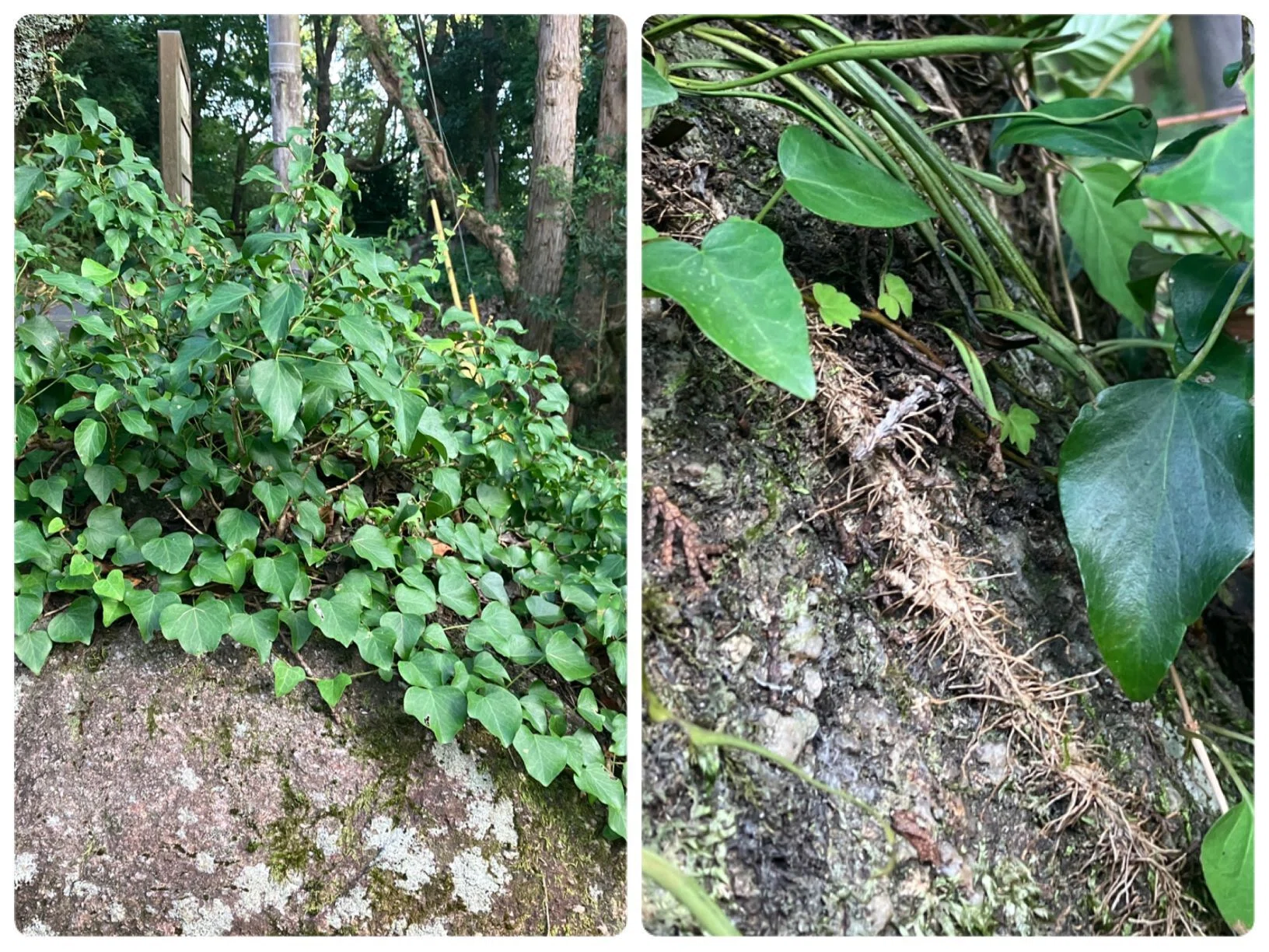 見渡せばツルばかり｜あぶらやま植物ブログ⑧｜ABURAYAMA FUKUOKA