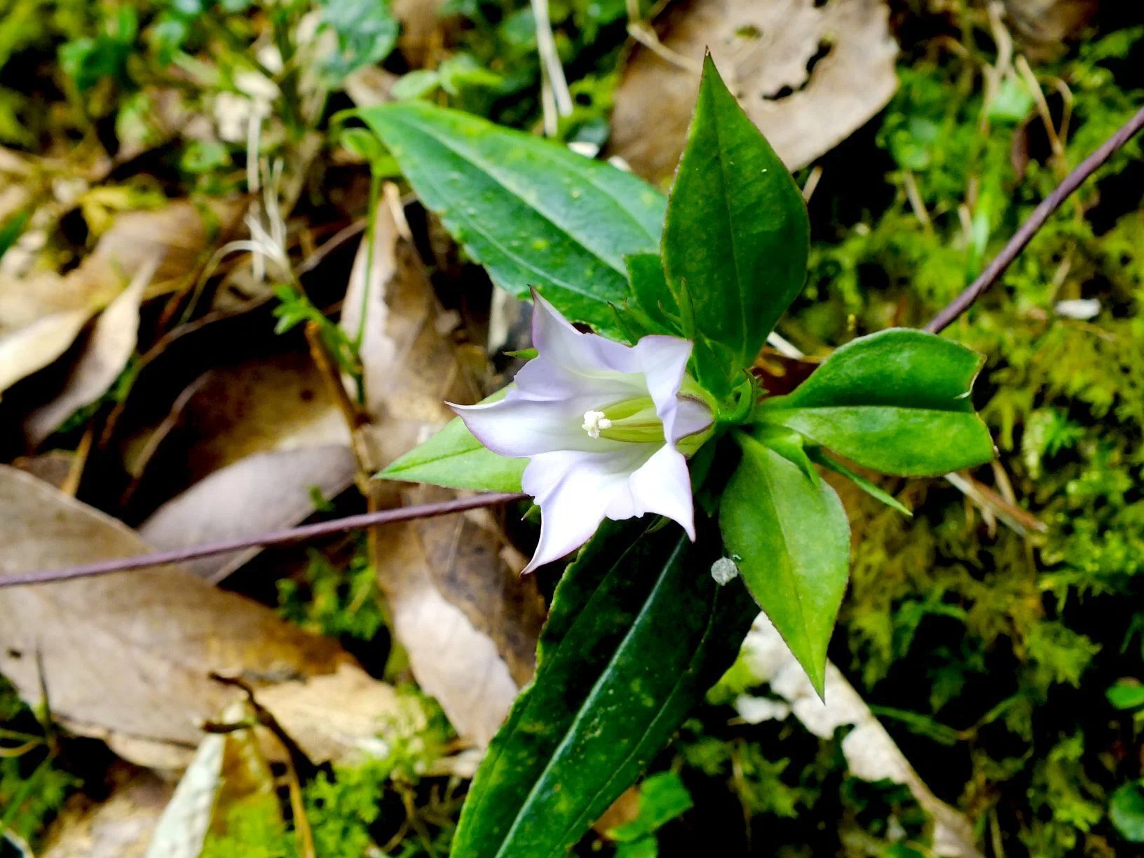 見渡せばツルばかり｜あぶらやま植物ブログ⑧｜ABURAYAMA FUKUOKA