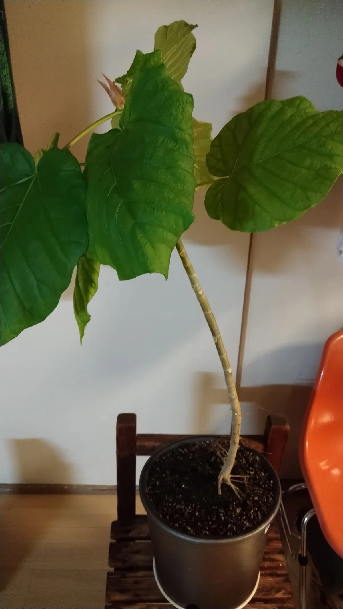 曲がった植物の治し方～曲がった人間が教えます～ツネヒコの園芸指南書 