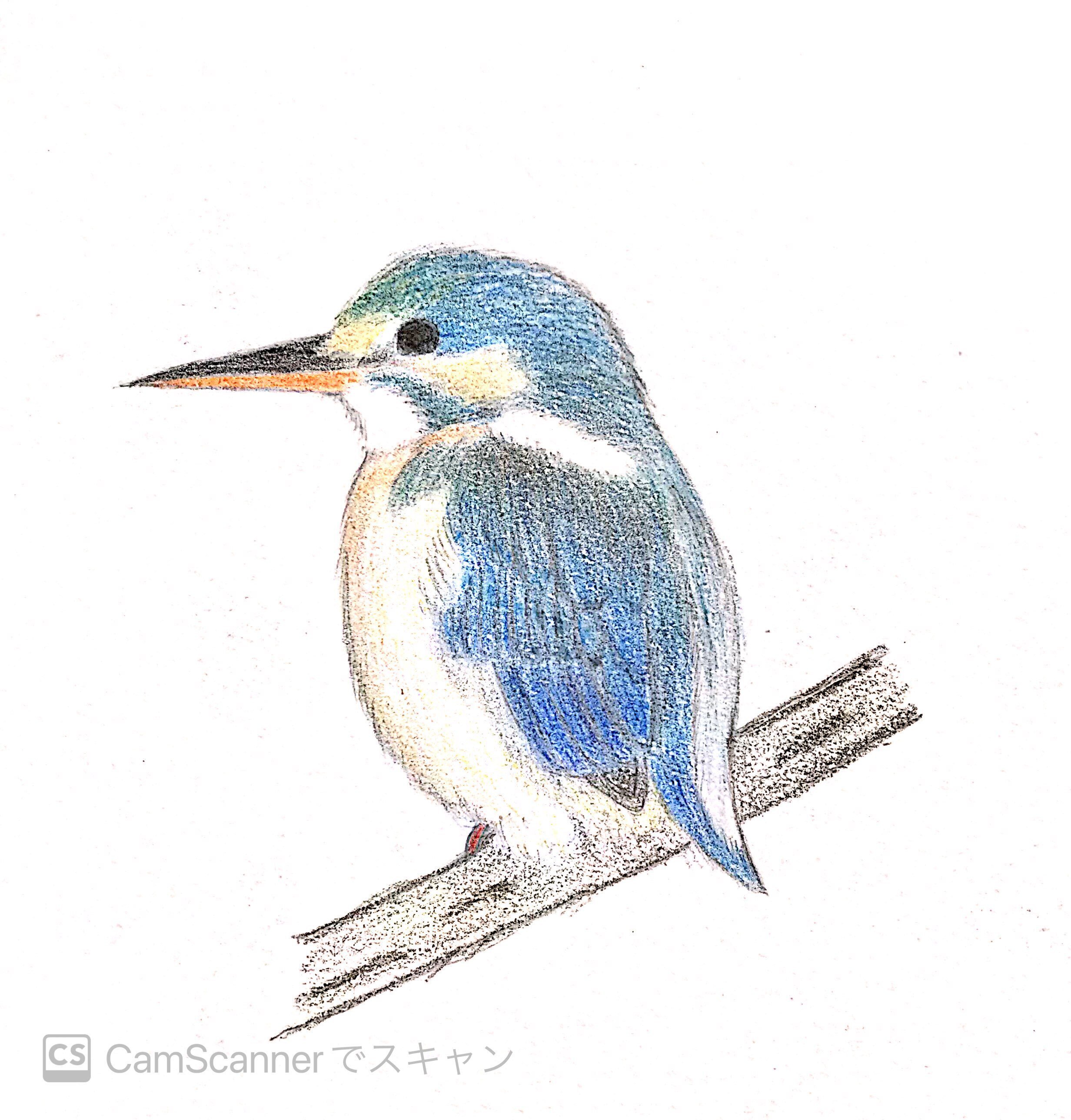 色鉛筆で野鳥｜カワセミ｜一羽一会（いちわいちえ）／野鳥愛好家