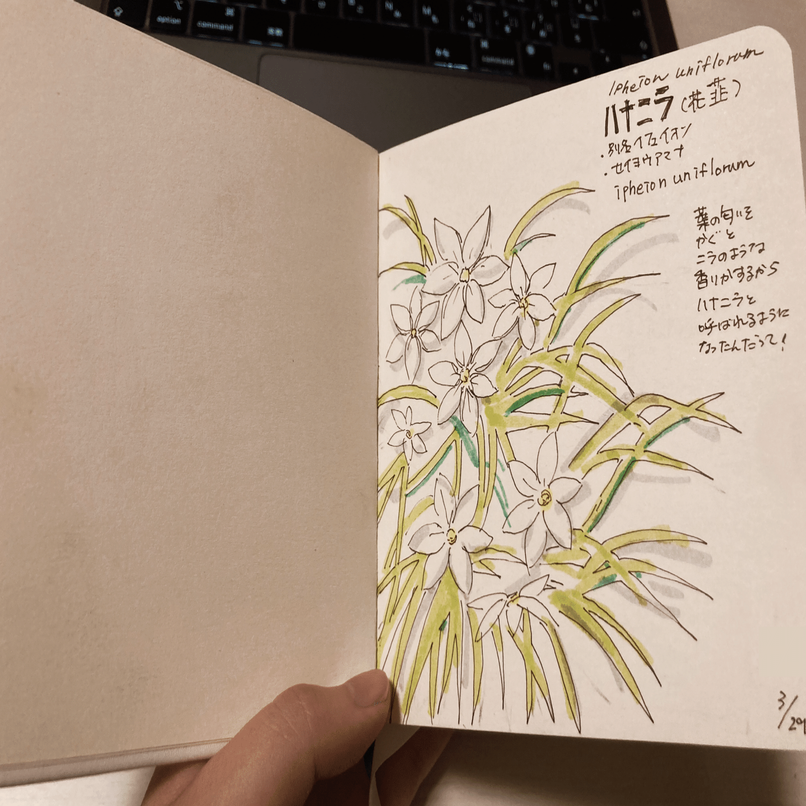 ノート紹介：教員を退職して始めた「植物スケッチノート」｜夏川まりな🎨