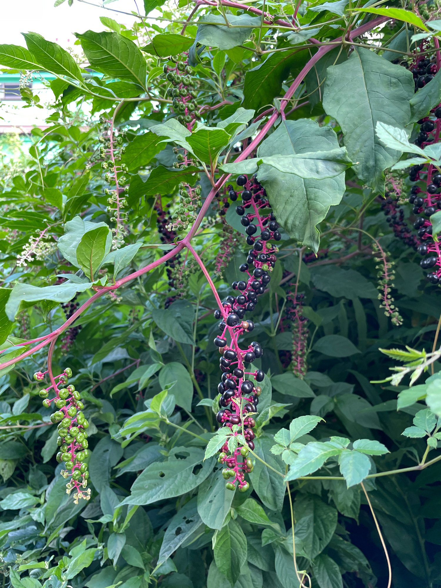 お花が少ない8月、街角お花＆実ものリレー｜花と日々 yas