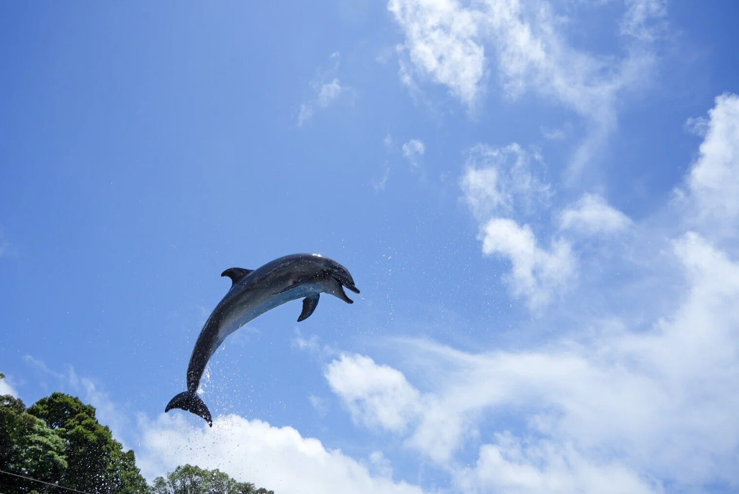 レポ#65 九十九島水族館「海きらら」｜haru