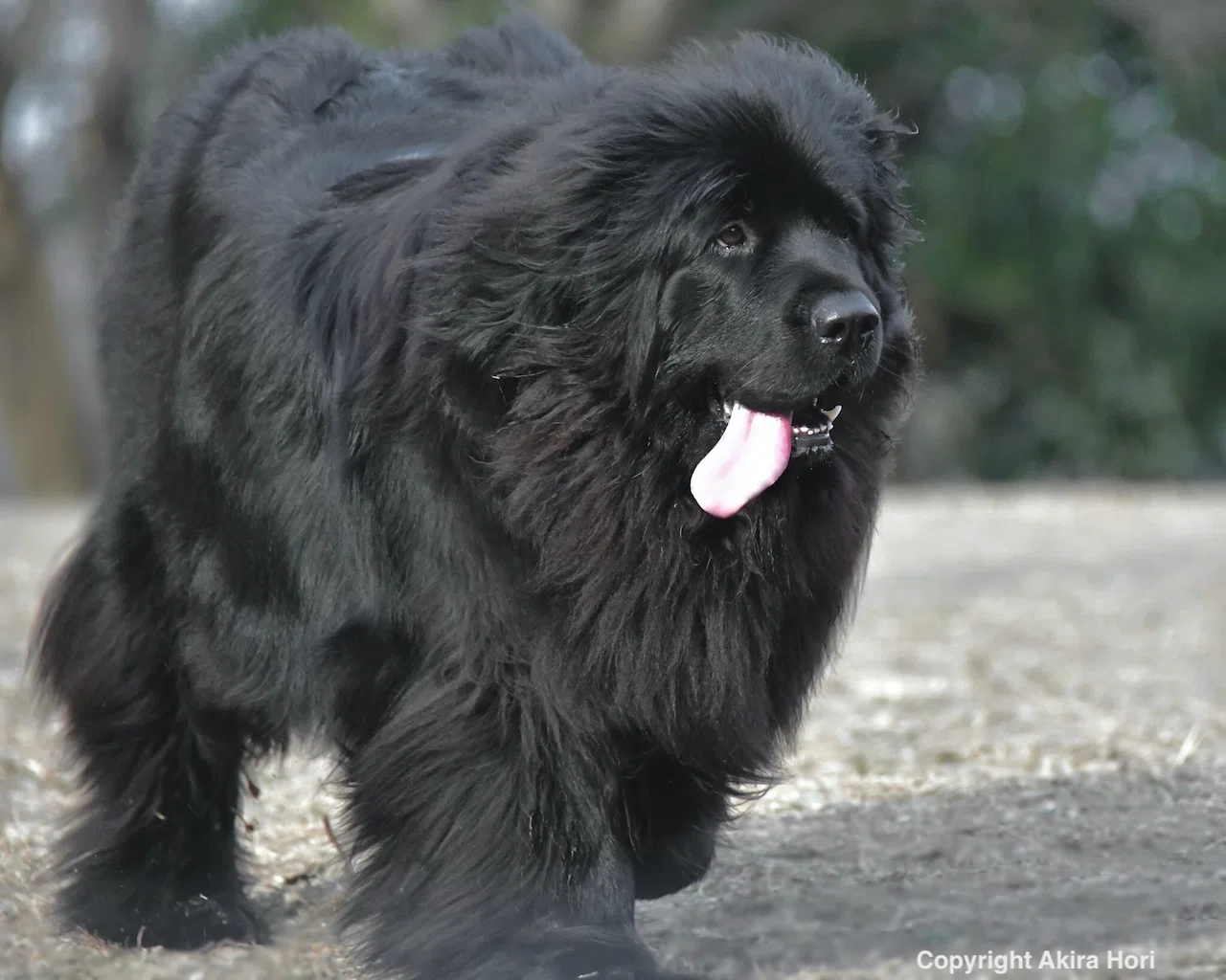ニューファンドランド NEWFOUNDLAND：近世以前 カナダ｜2本足の犬