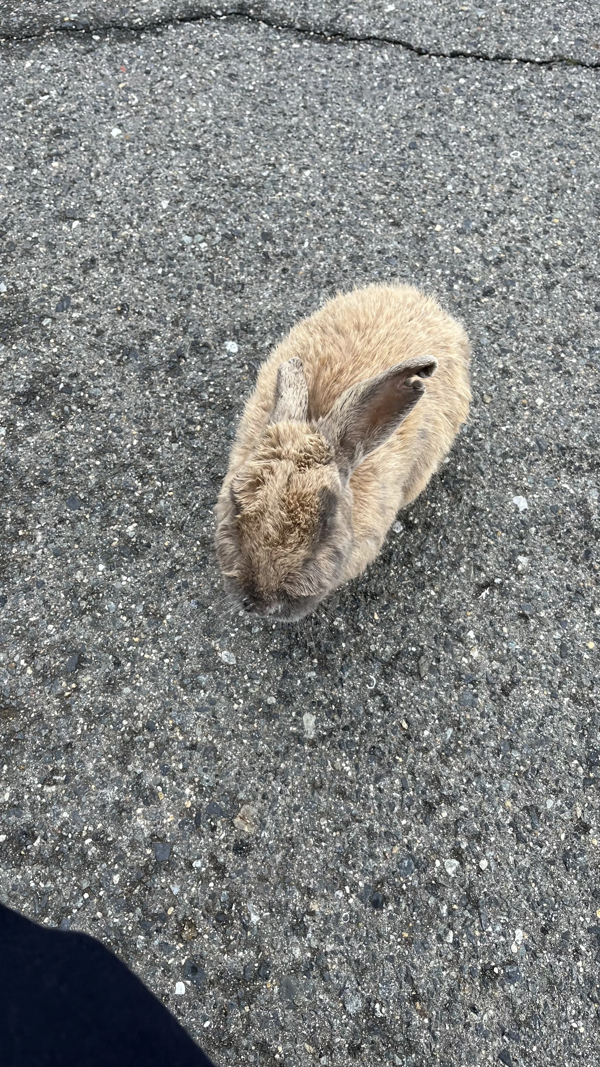 旅＃01】「うさぎの島に行きたい」｜にこ｜全47都道府県制覇！