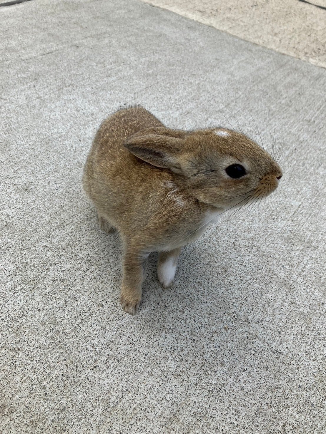 旅＃01】「うさぎの島に行きたい」｜にこ｜全47都道府県制覇！