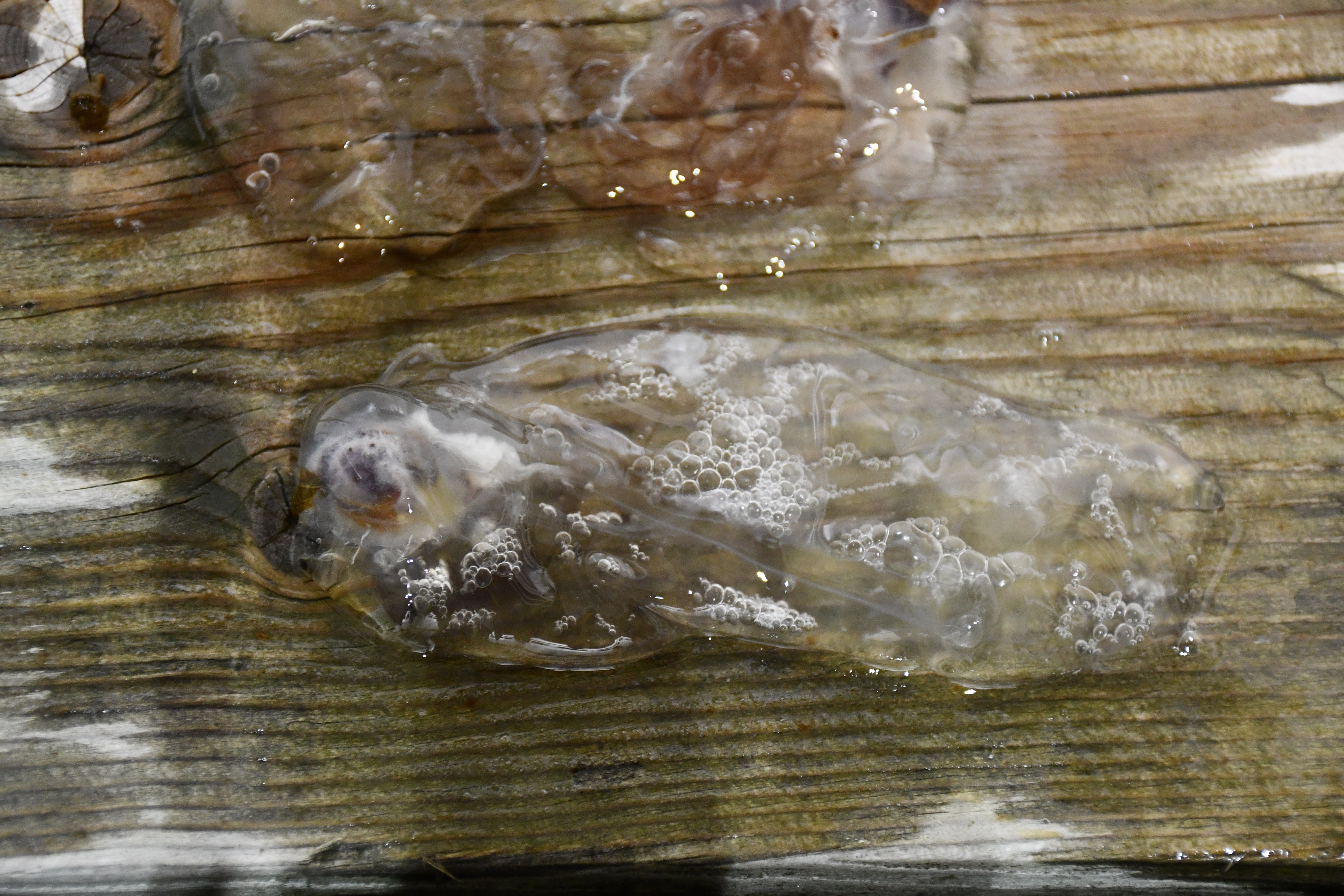 鳥は恐竜、人は猿、そしてどちらも硬骨魚 ～分岐分類学を知るための3