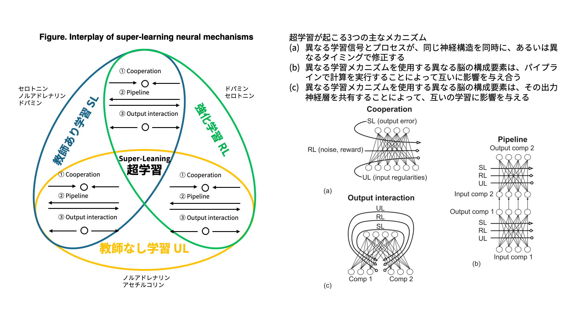 運動学習過程を統合する超学習仮説（Super-learning hypothesis