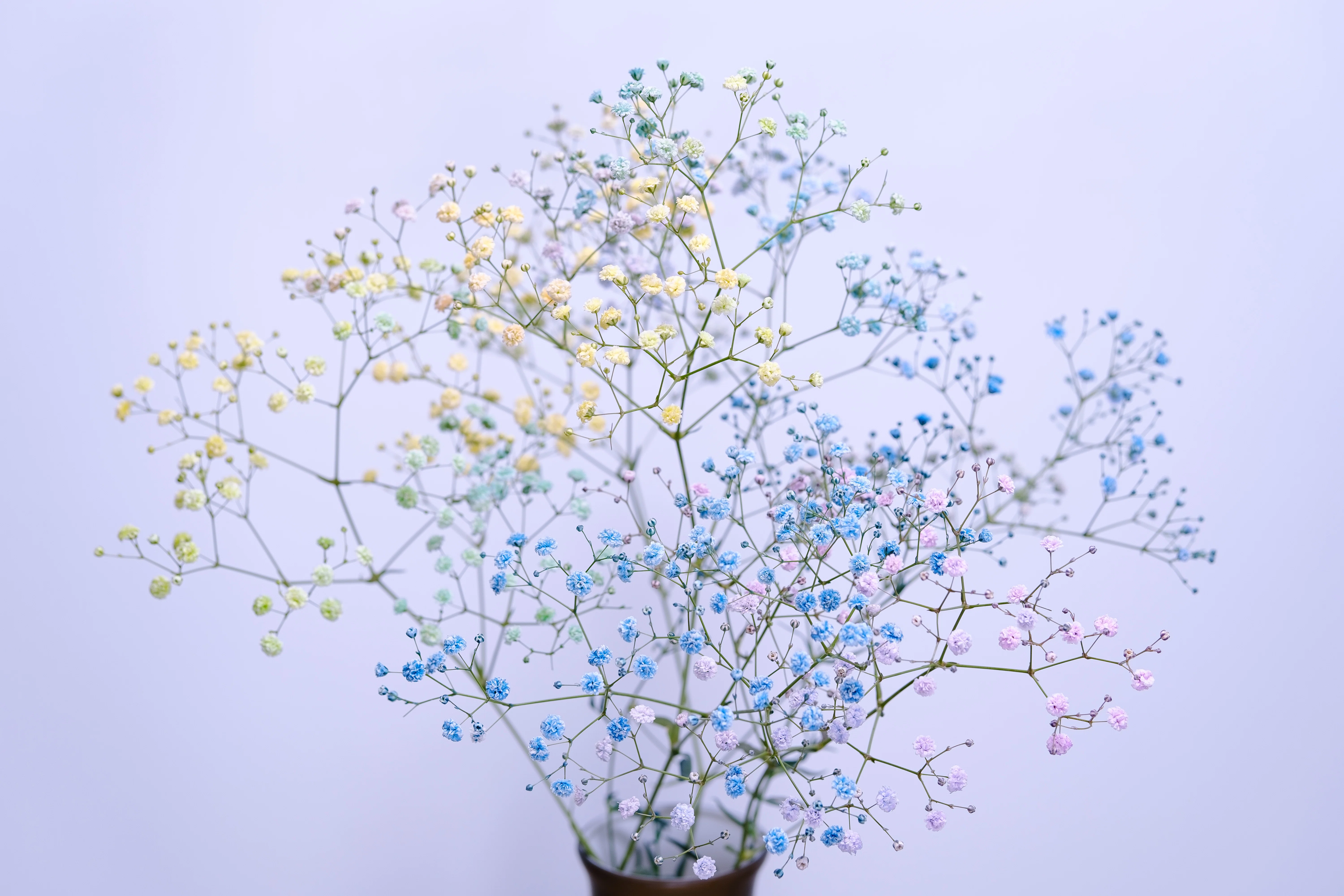 染めの花#037】カスミソウのレインボー染めが賑やか｜タキツネ | 花の