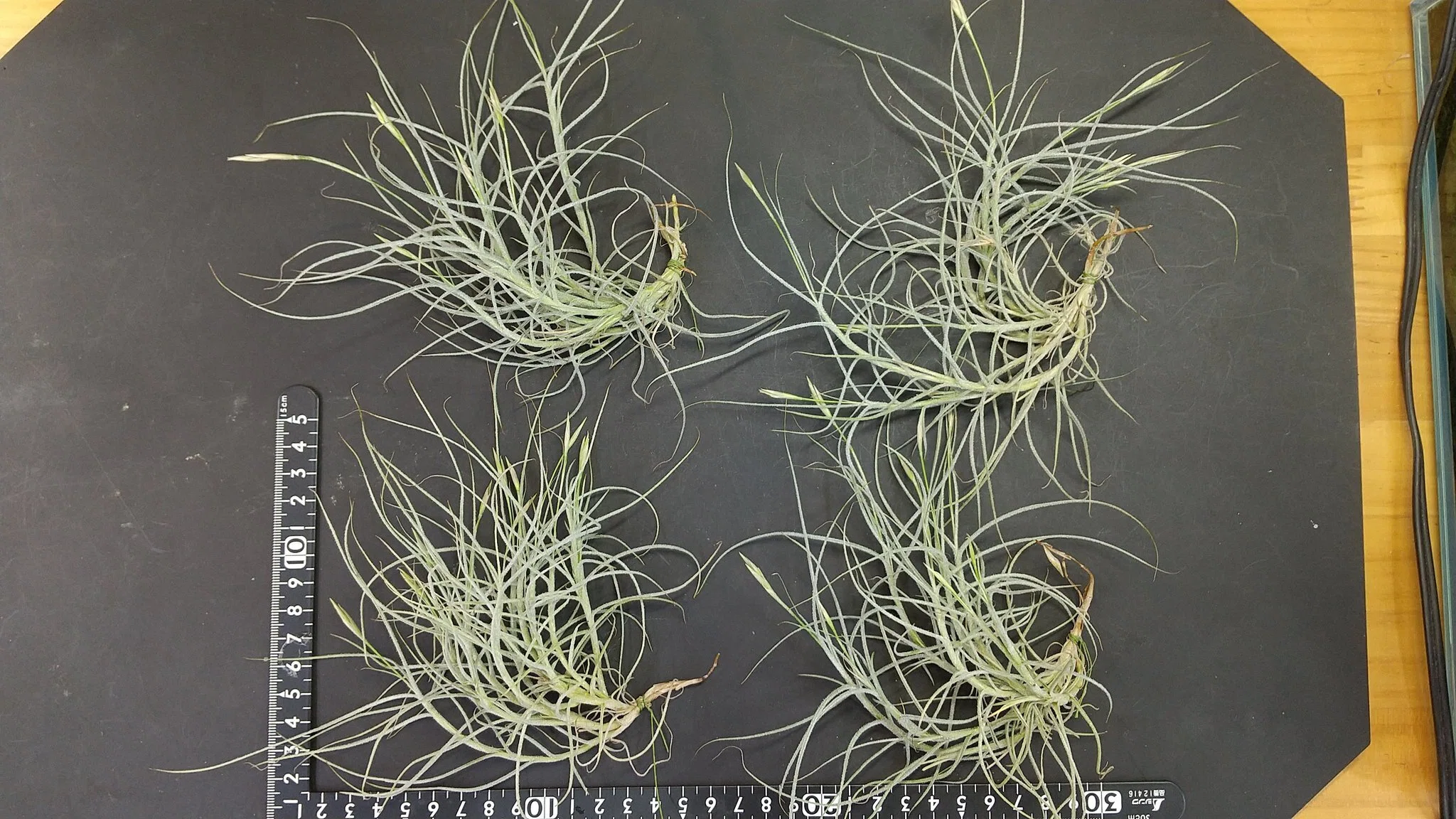 画像のチランジア全て チランジア入荷リスト8/21｜NatureGarden🌿神田
