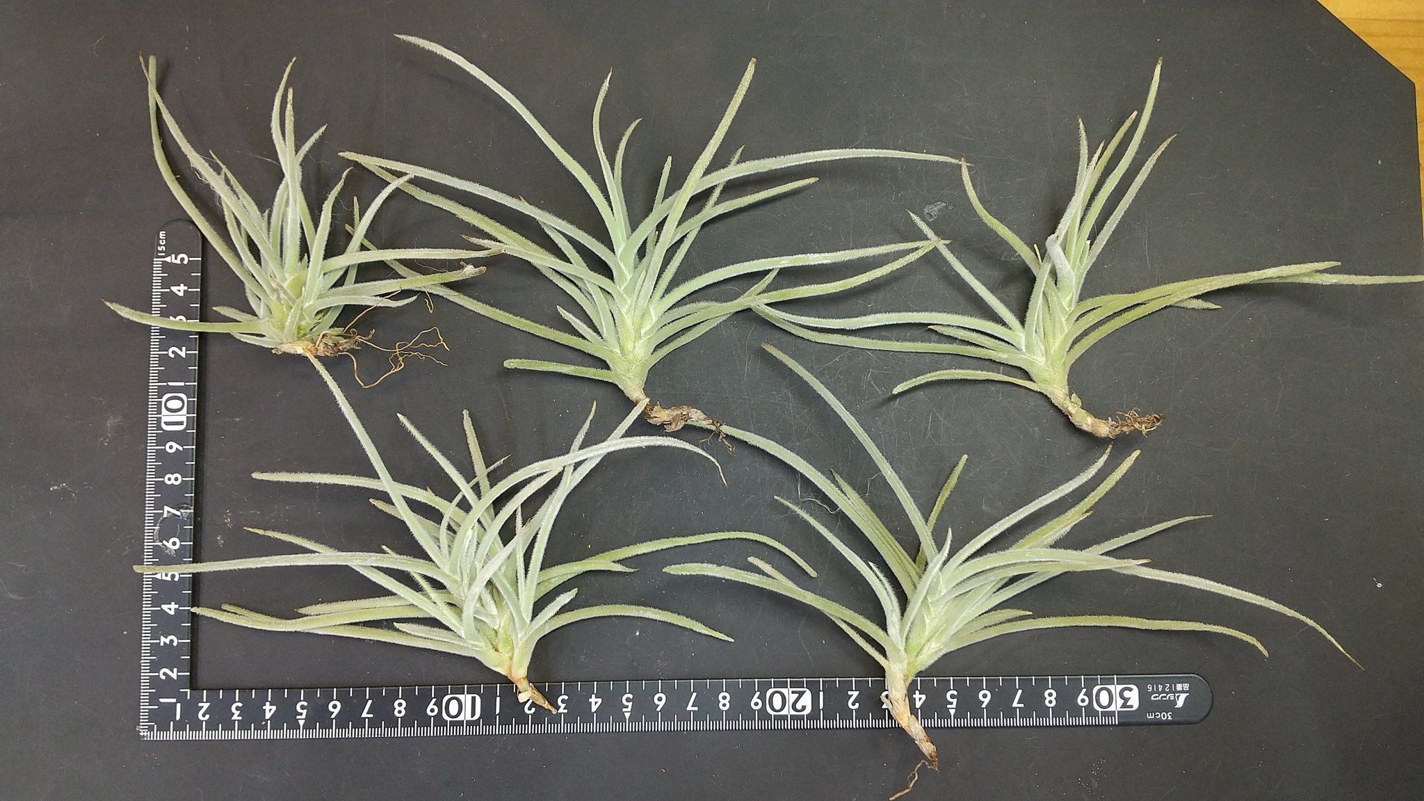 チランジア入荷リスト8/21｜NatureGarden🌿神田