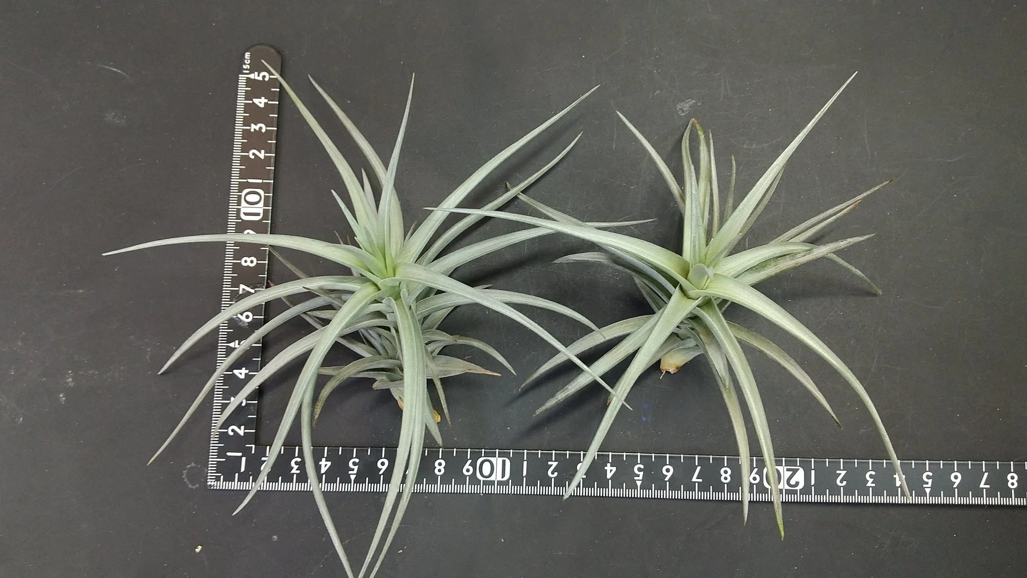 チランジア入荷リスト8/21｜NatureGarden🌿神田