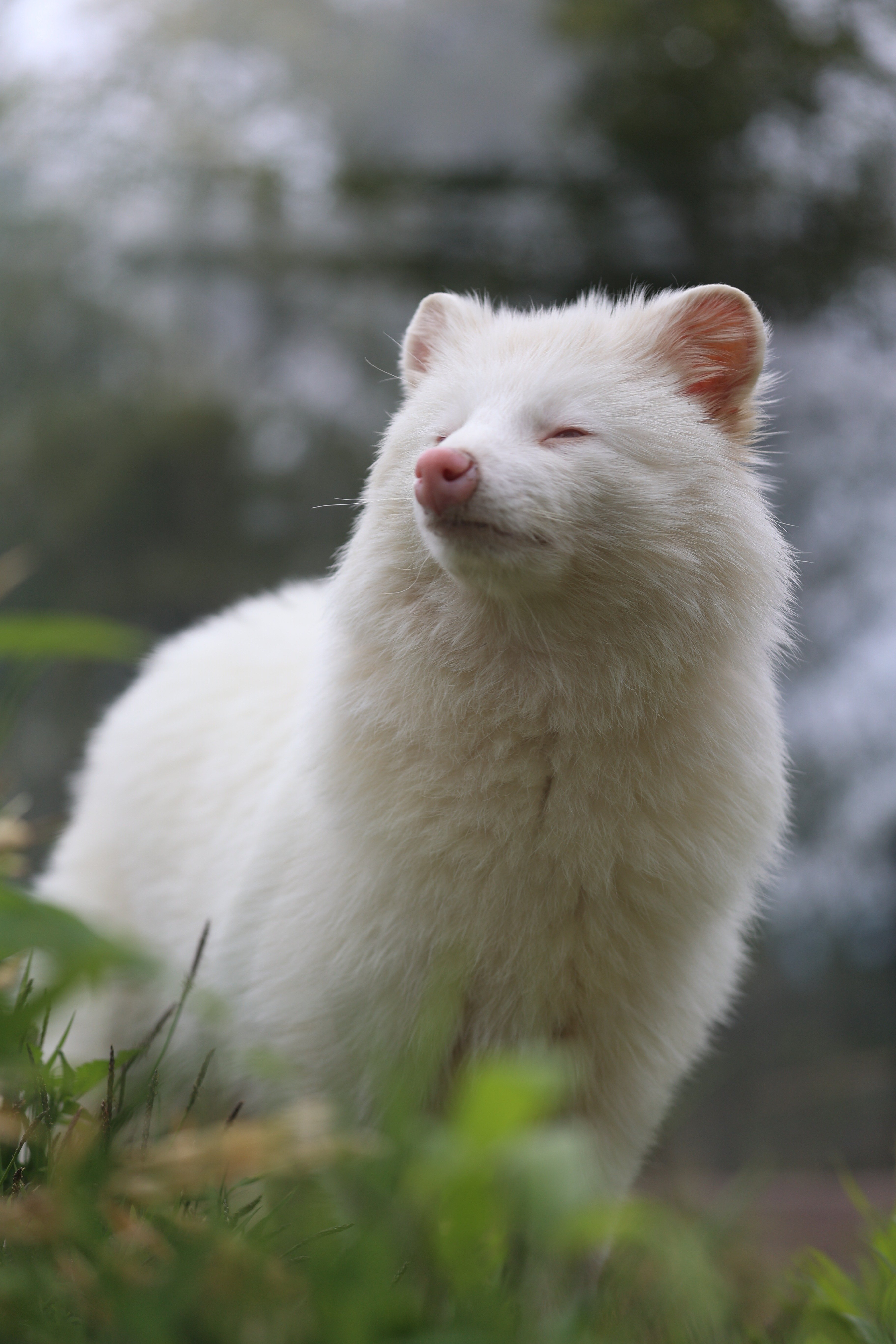 コラム】長野の小さな動物園にいた白いタヌキの話｜塩ら〜めん