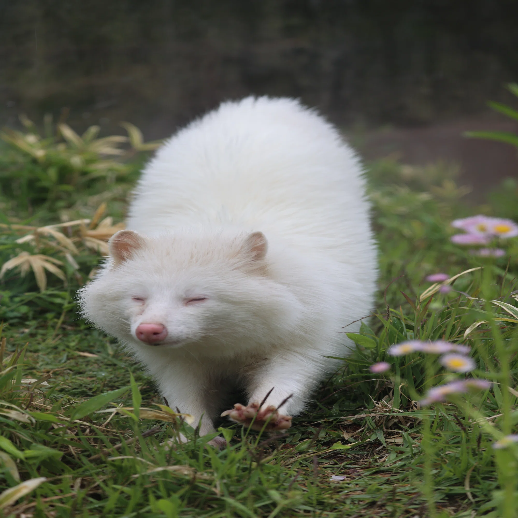 コラム】長野の小さな動物園にいた白いタヌキの話｜塩ら〜めん