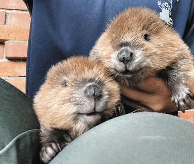 かわうそ 超安い品質 1/12 カワサキ 青島文化教材社 '85｜株式会社 Ninja