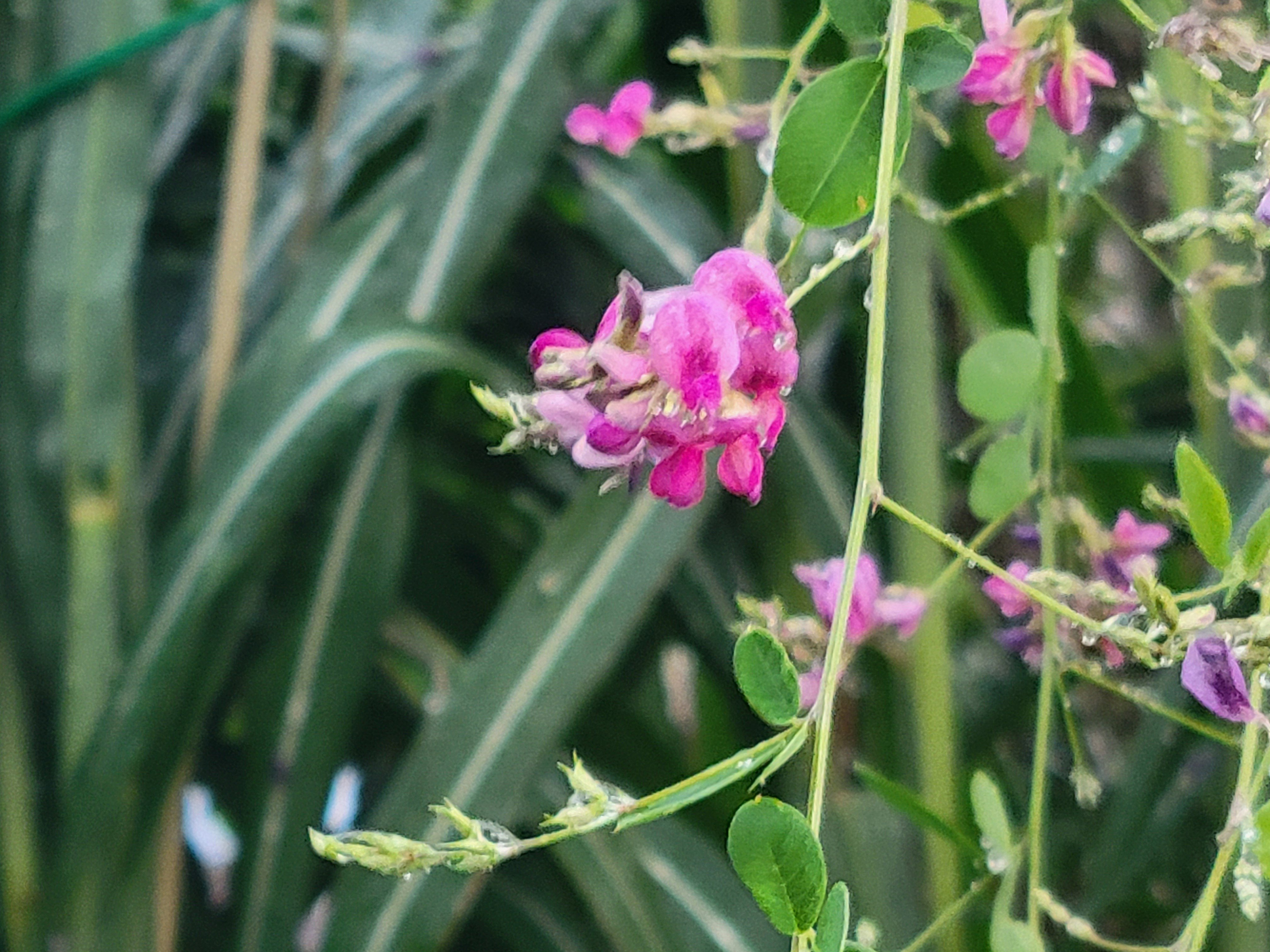 万葉の　贈る花伝える歌の本　草花編 978-4-86152-243-7_002-1-1-