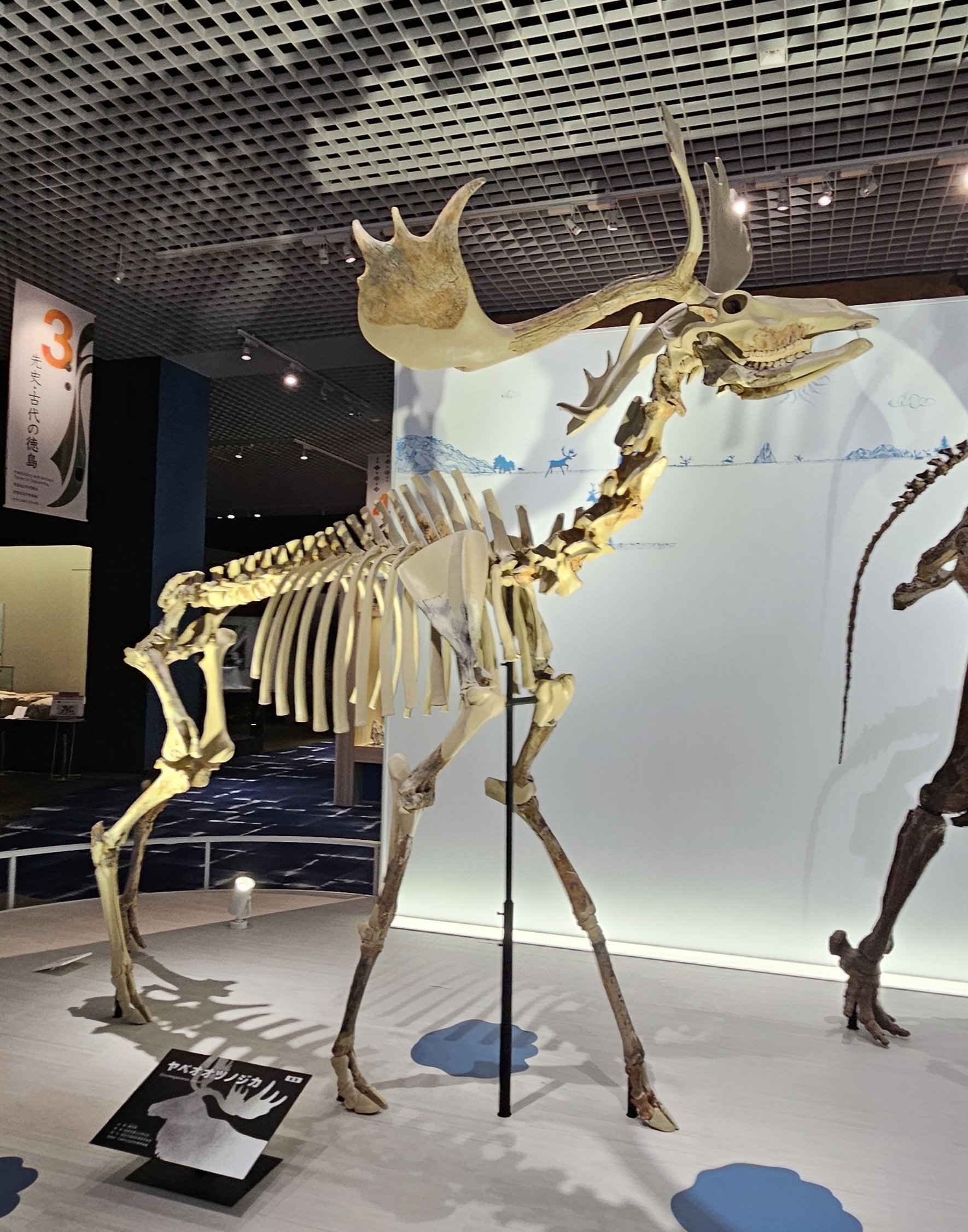 化石 骨格 標本 恐竜 アフリカ獣脚類 極美麗
