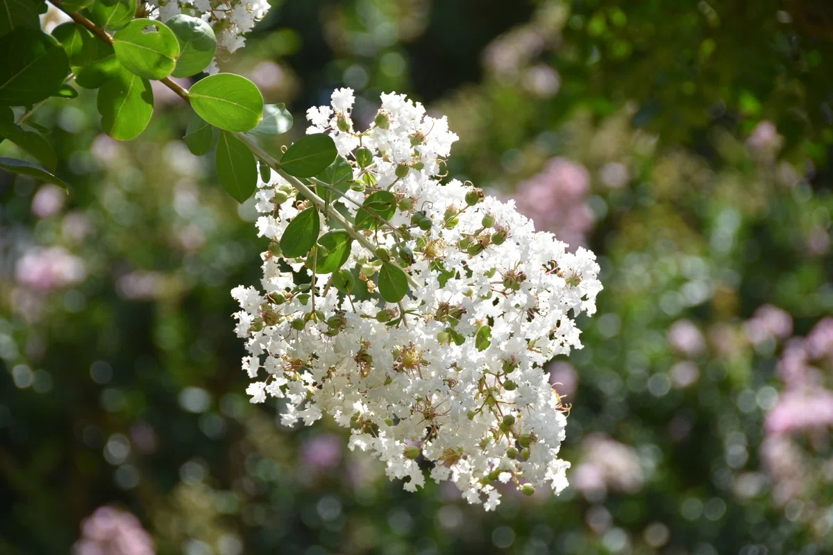 Crape Meaning The Tickle Tree|鈴木咲子/ Sakiko Suzuki