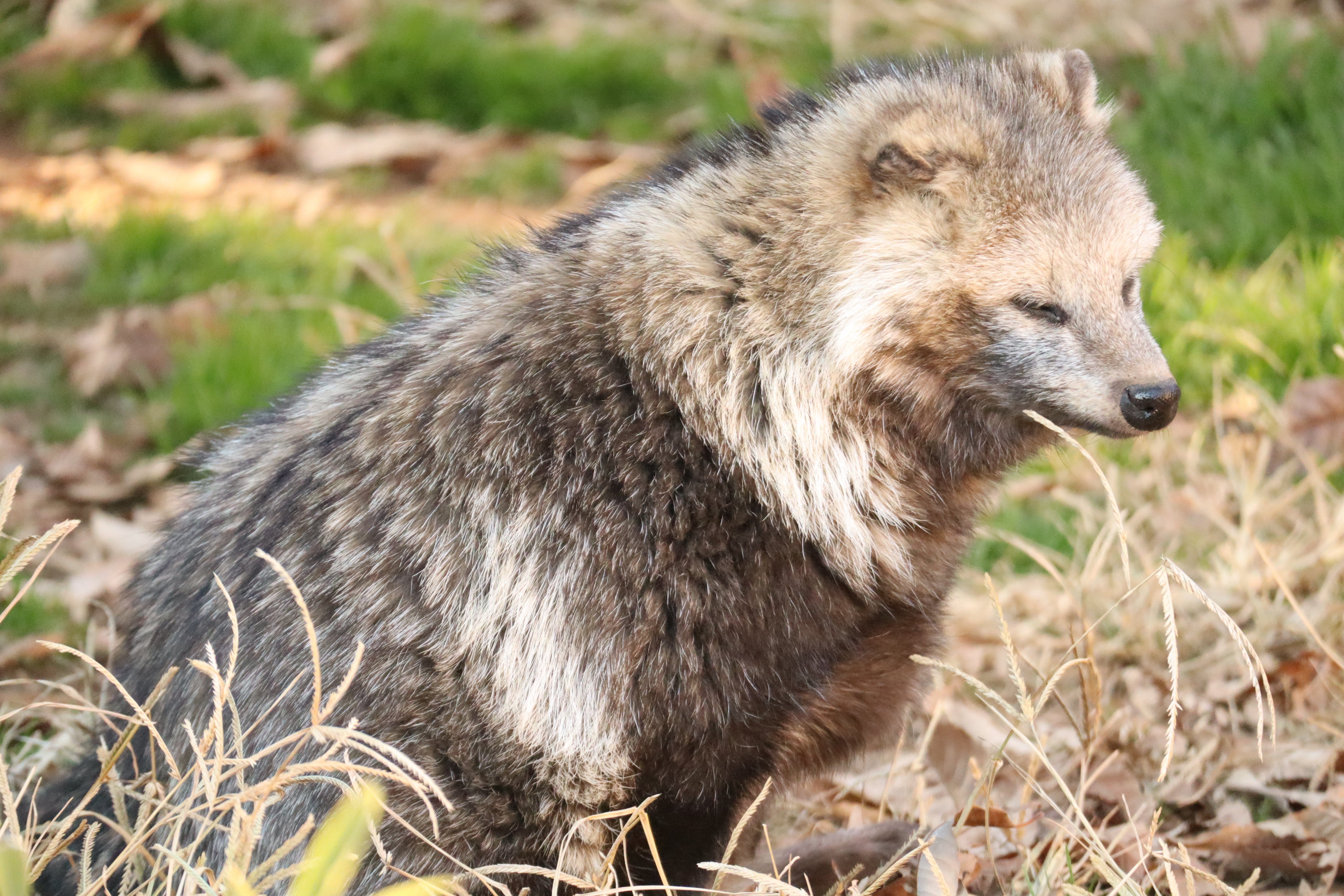 東武動物公園のタヌキの歴史｜鳥山久遠