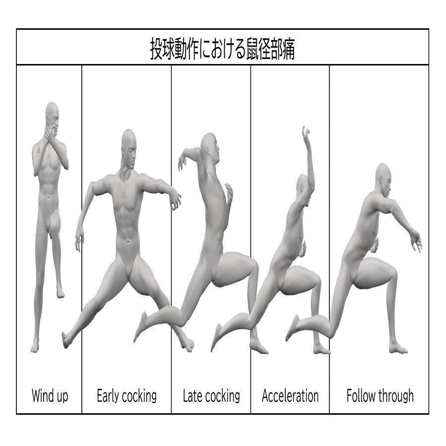 投球動作における鼠径部痛の病態とアプローチ -Groin pain