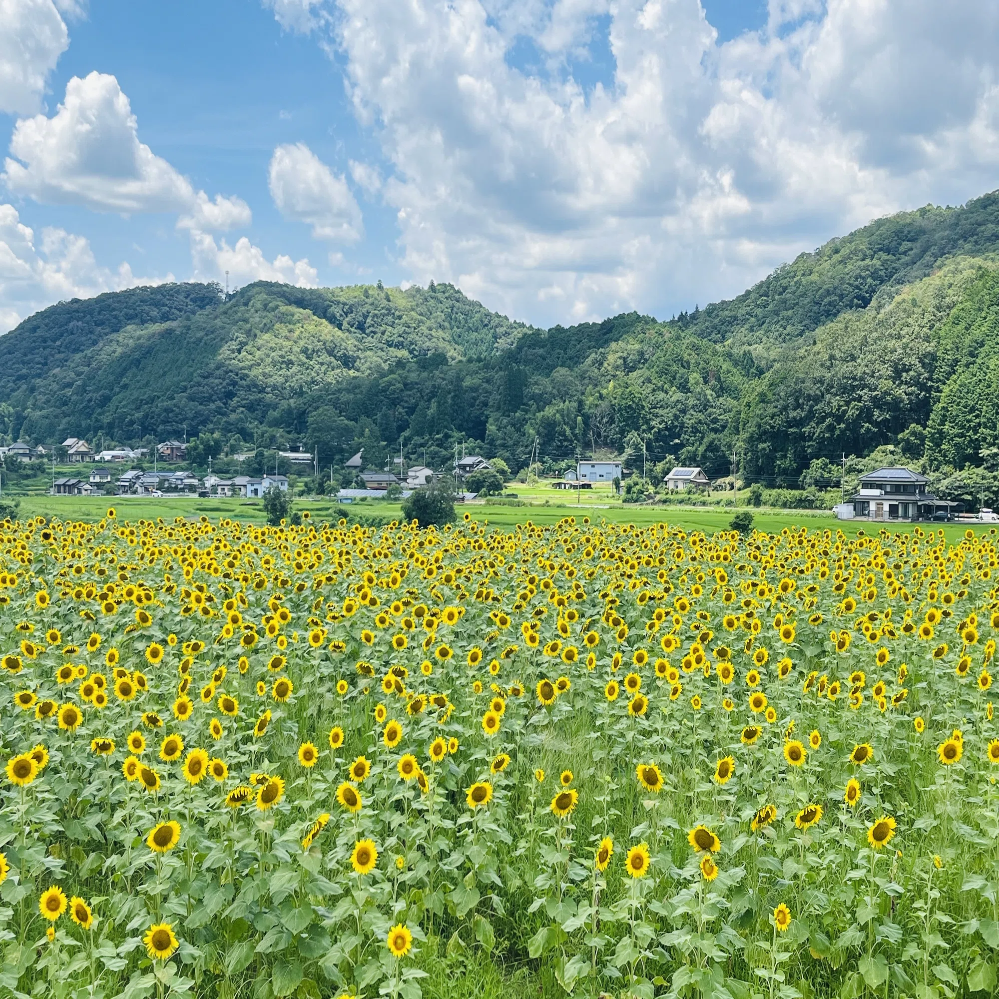 ソマルの佐用町さんぽ 南光ひまわり畑｜SOO -ソマル- 京都のお土産「お 