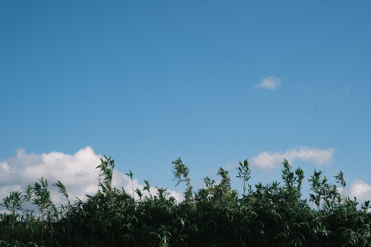 緑と青空