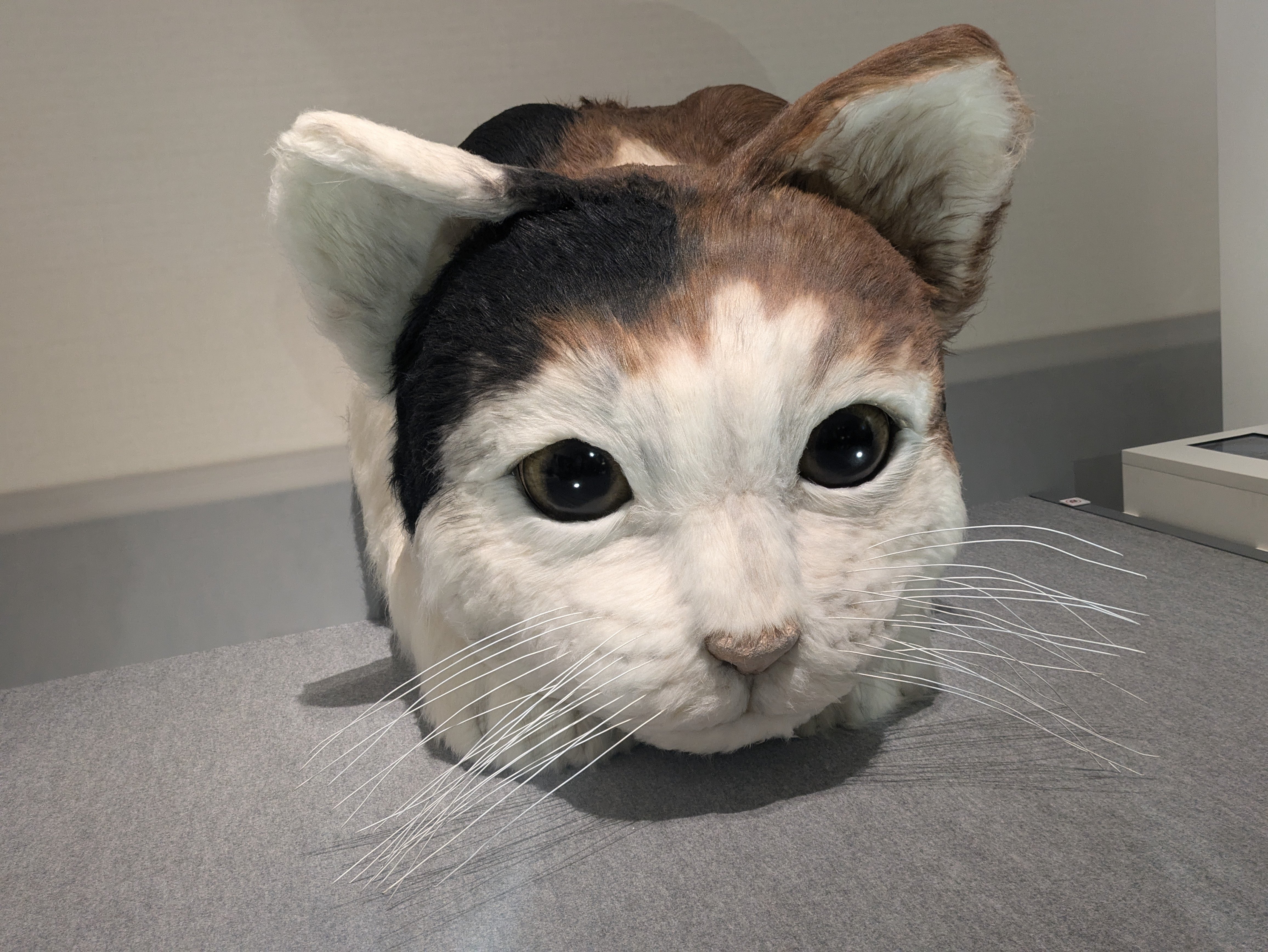 ネコ展行ったにゃんね【2024年08月27日】｜めいと