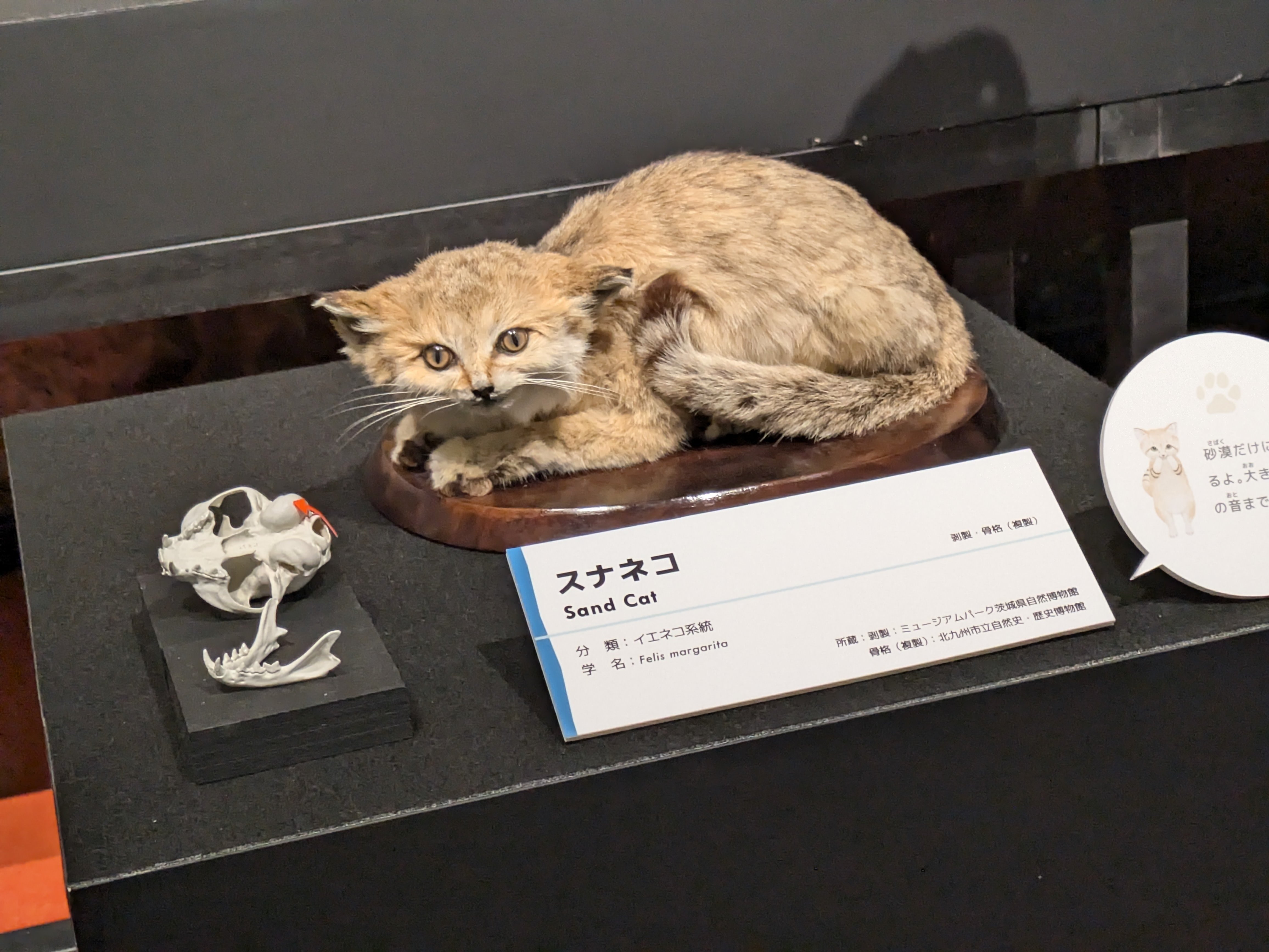 ネコ展行ったにゃんね【2024年08月27日】｜めいと