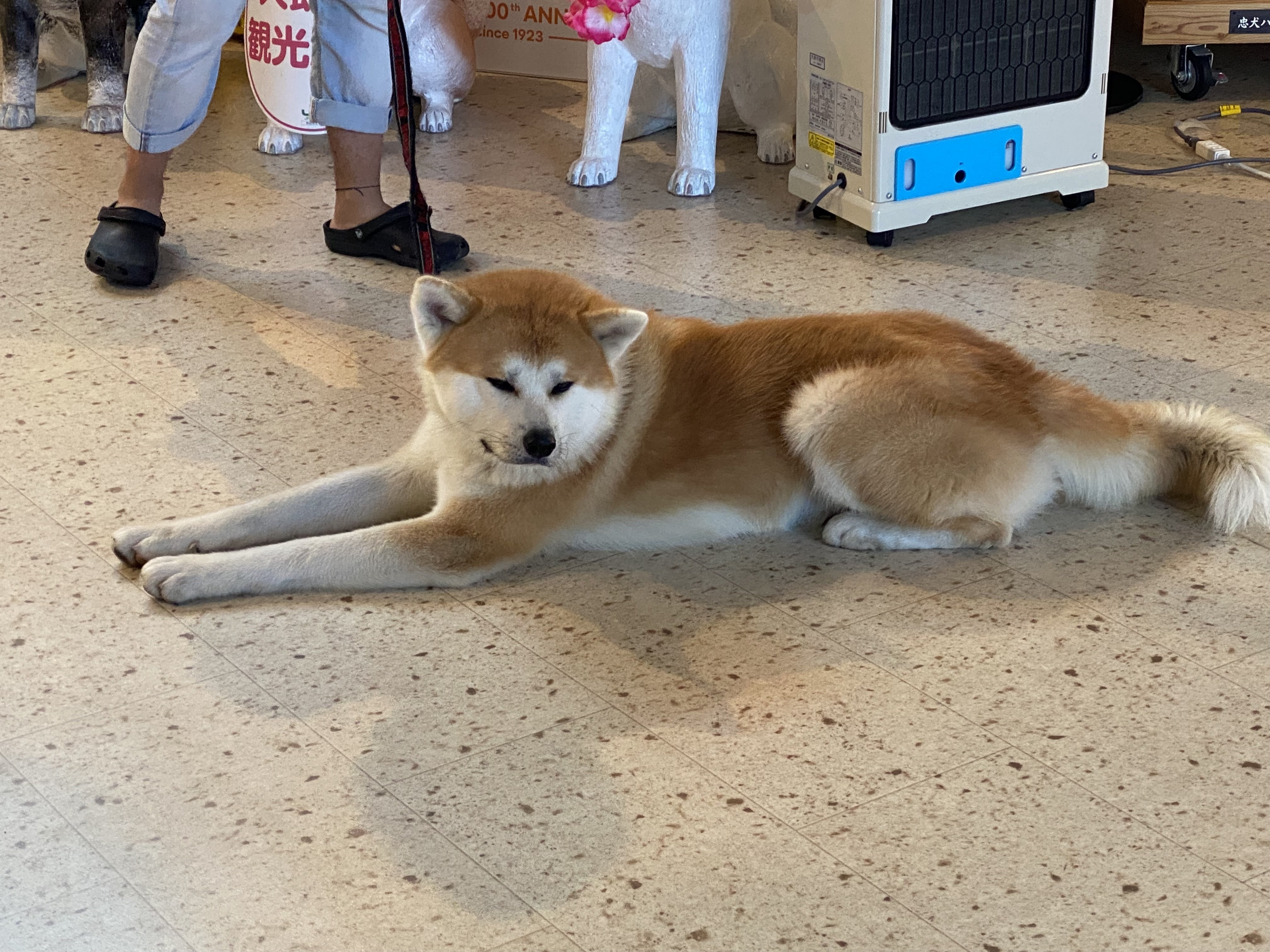 旅の記録#13 秋田が推す犬、秋田犬｜くぼけん｜しごとと暮らしのコーチング