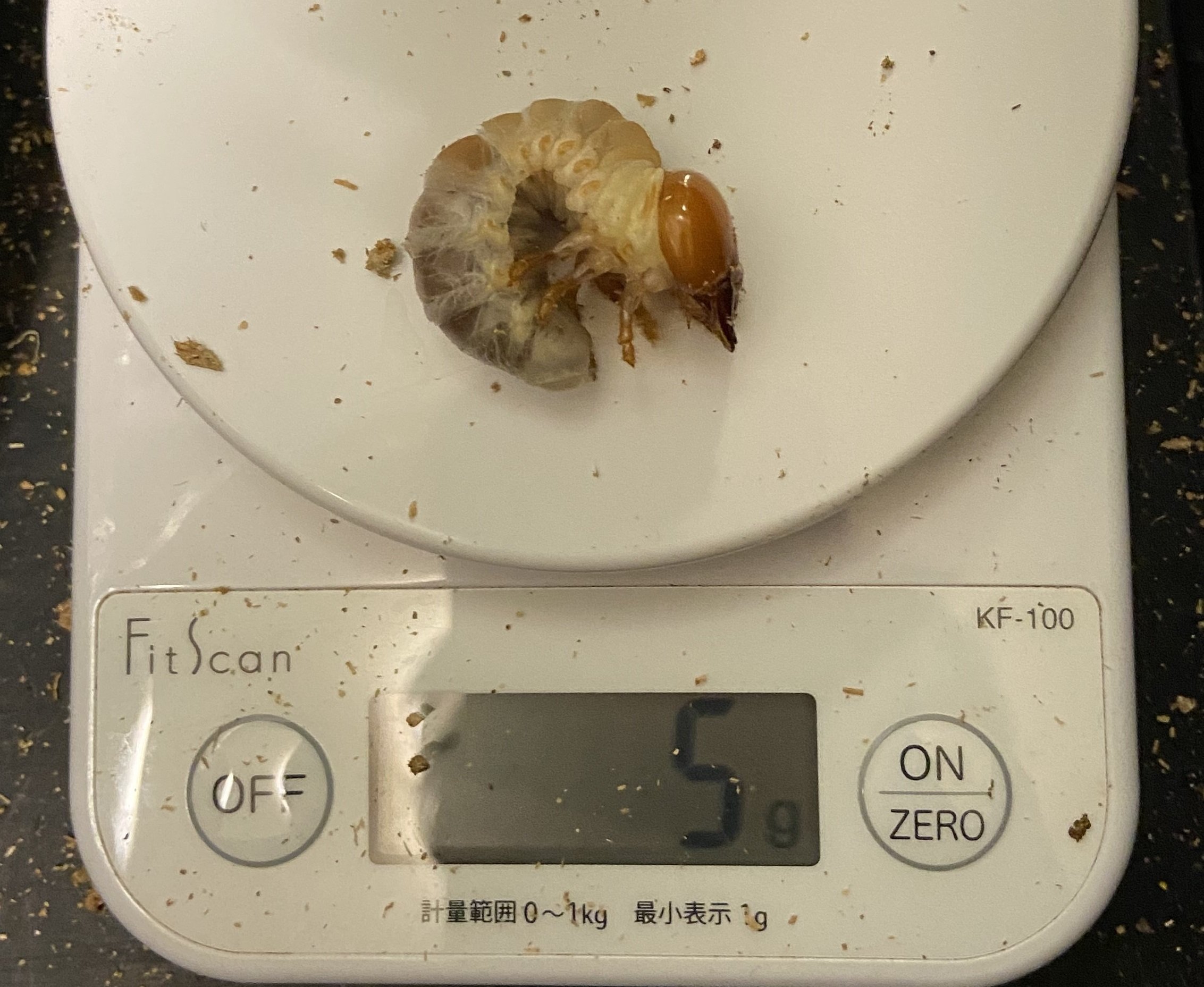 菌糸ビンの菌種と樹種の使い分けについて｜Stag Beetle
