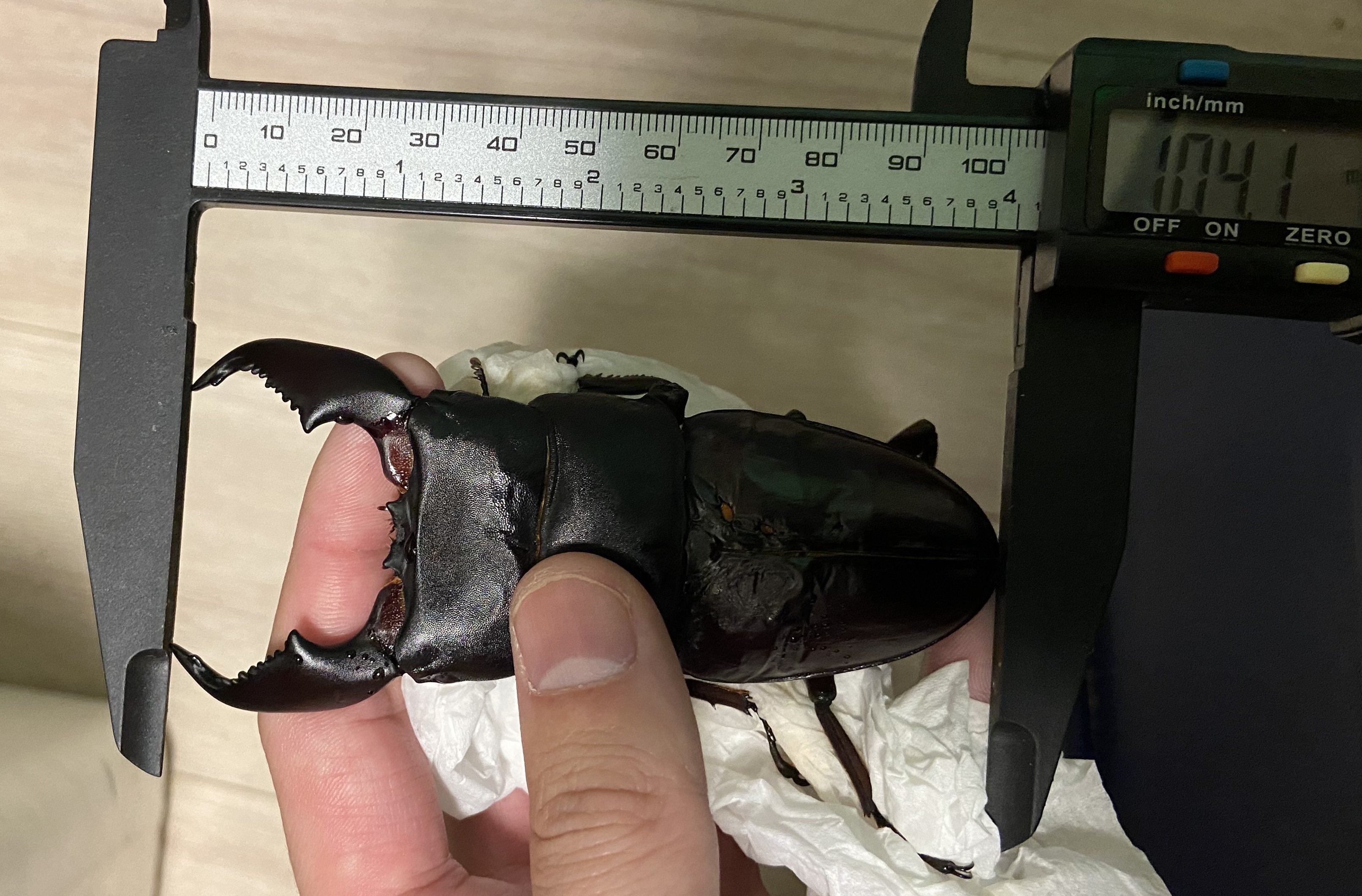 BREED　１１００菌糸ビン　３０本　凪太郎様 菌糸ビンの菌種と樹種の使い分けについて｜Stag Beetle