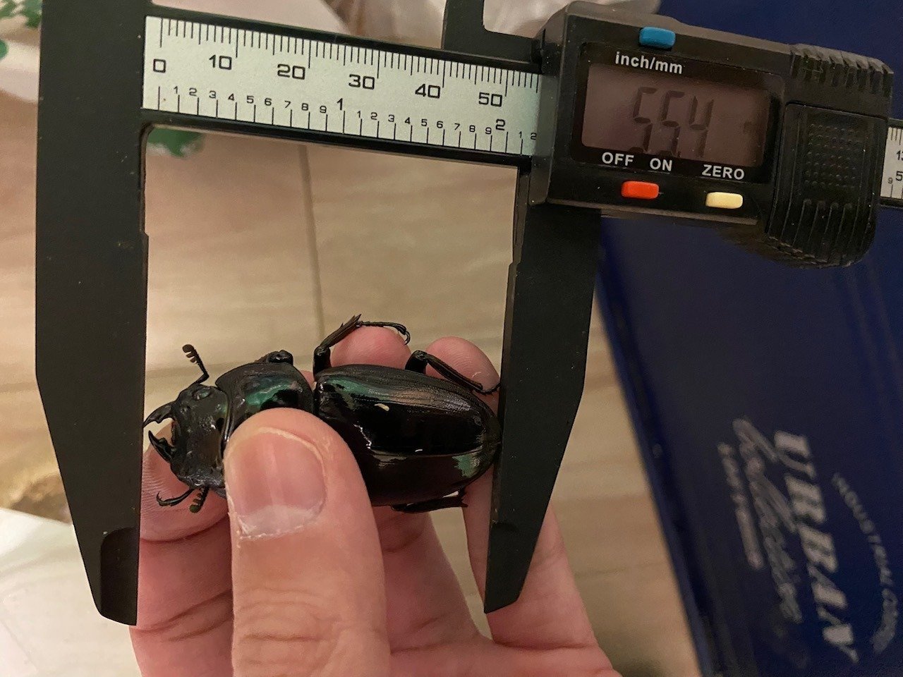 BREED　１１００菌糸ビン　３０本　凪太郎様 菌糸ビンの菌種と樹種の使い分けについて｜Stag Beetle