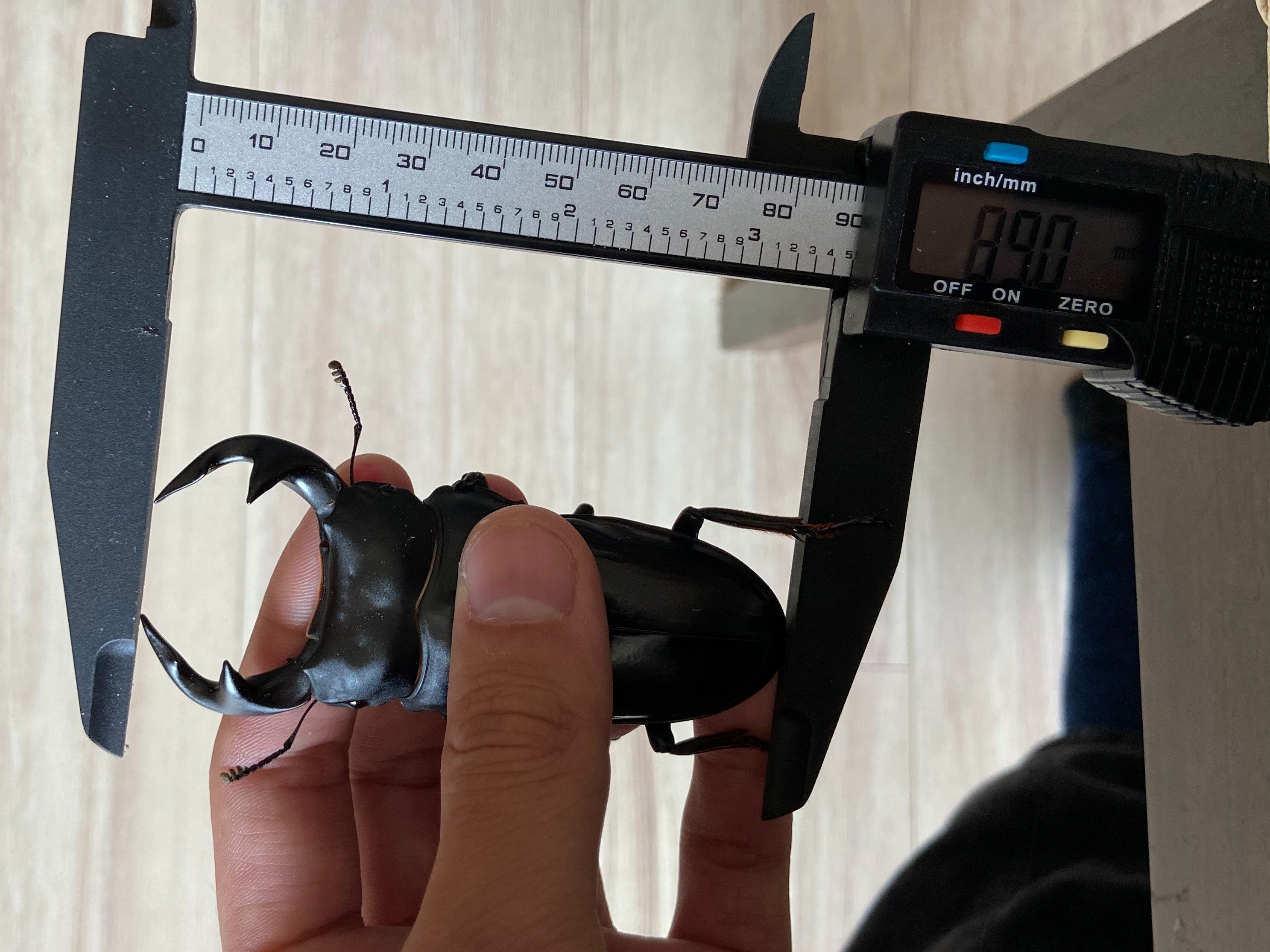 BREED　１１００菌糸ビン　３０本　凪太郎様 菌糸ビンの菌種と樹種の使い分けについて｜Stag Beetle