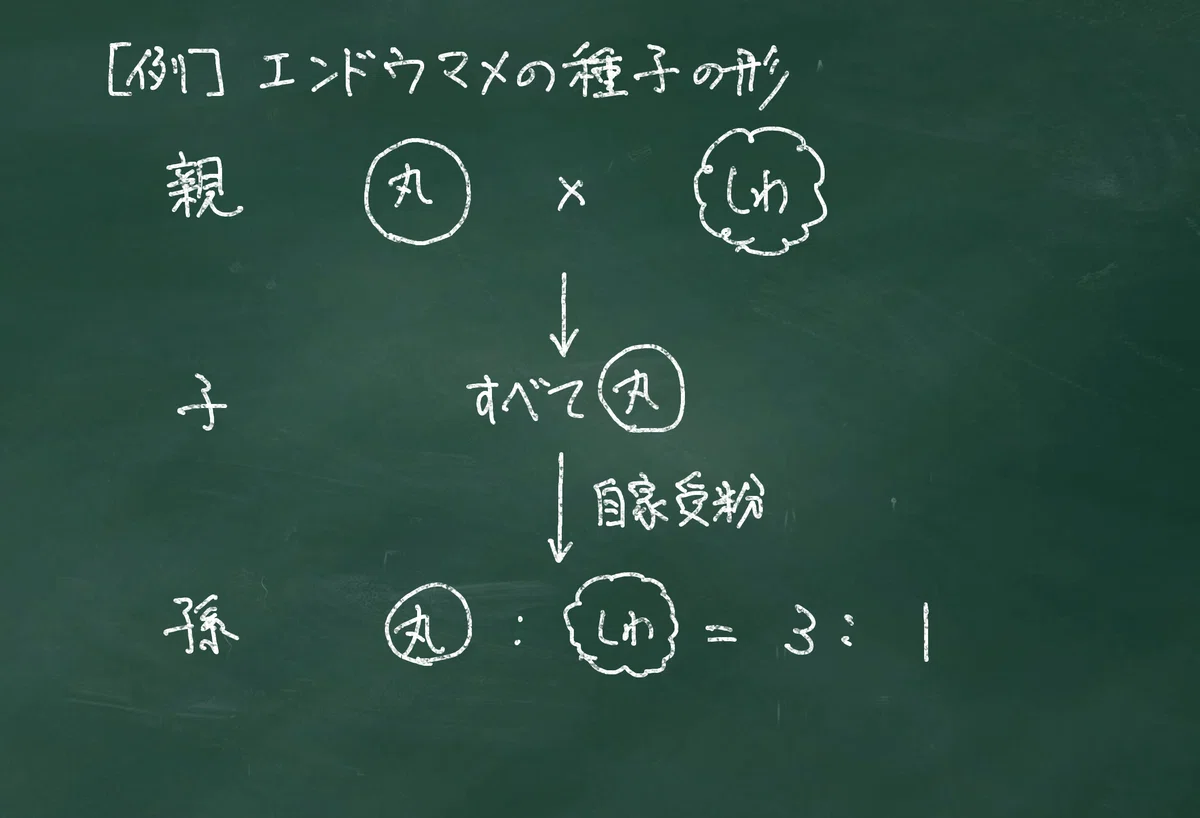 【生物基礎】遺伝の基礎をあなどるなかれ【授業実践備忘録】|YUM(ユム)