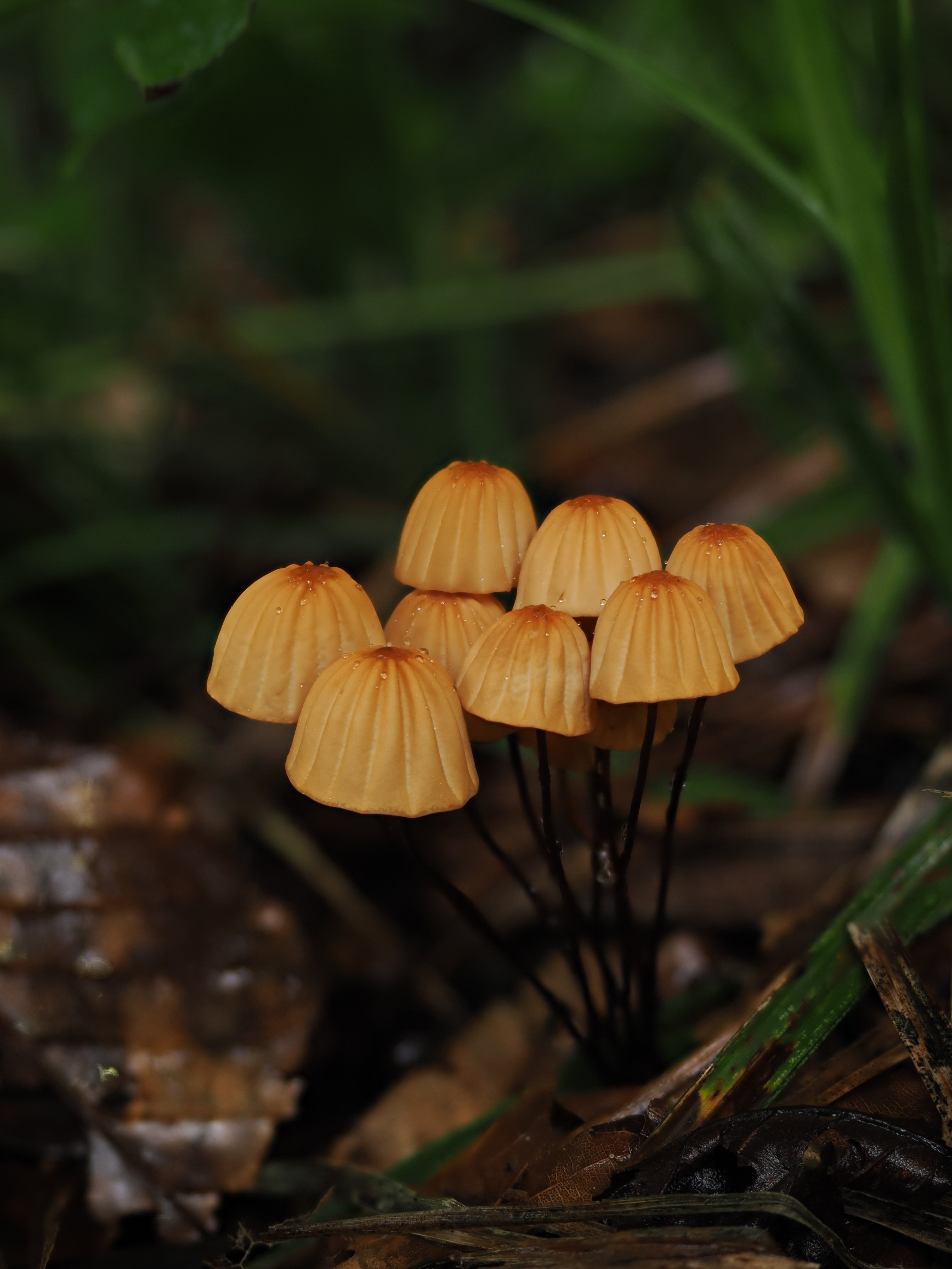 サウスパラディソレザー ポリスハット サイケ キノコ I got a Norsso Slide for my ride or die P10-S : r/CZFirearms