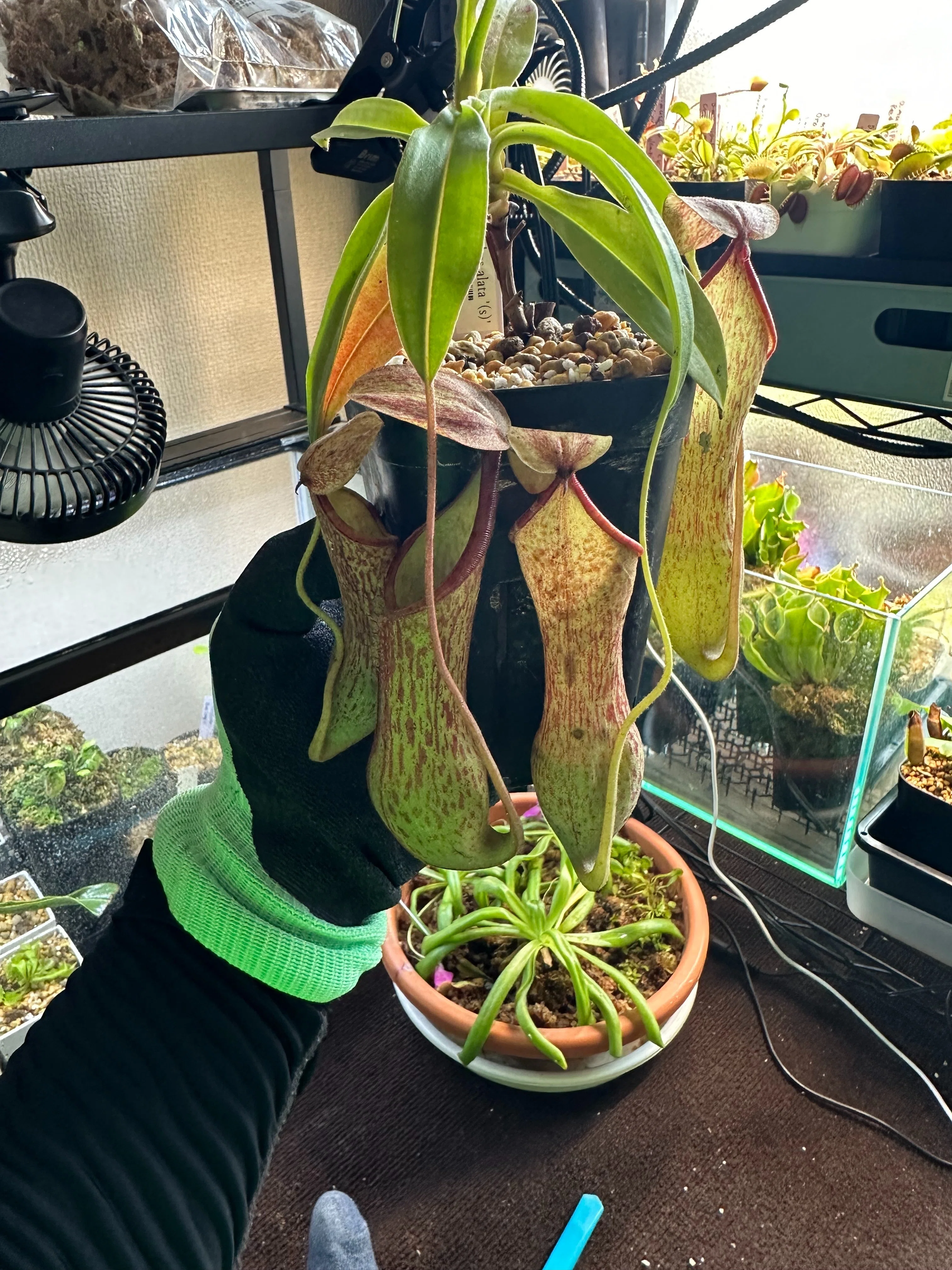 我が家の植物紹介！ハイランドネペンテス編！｜ゆうの植物ライフ
