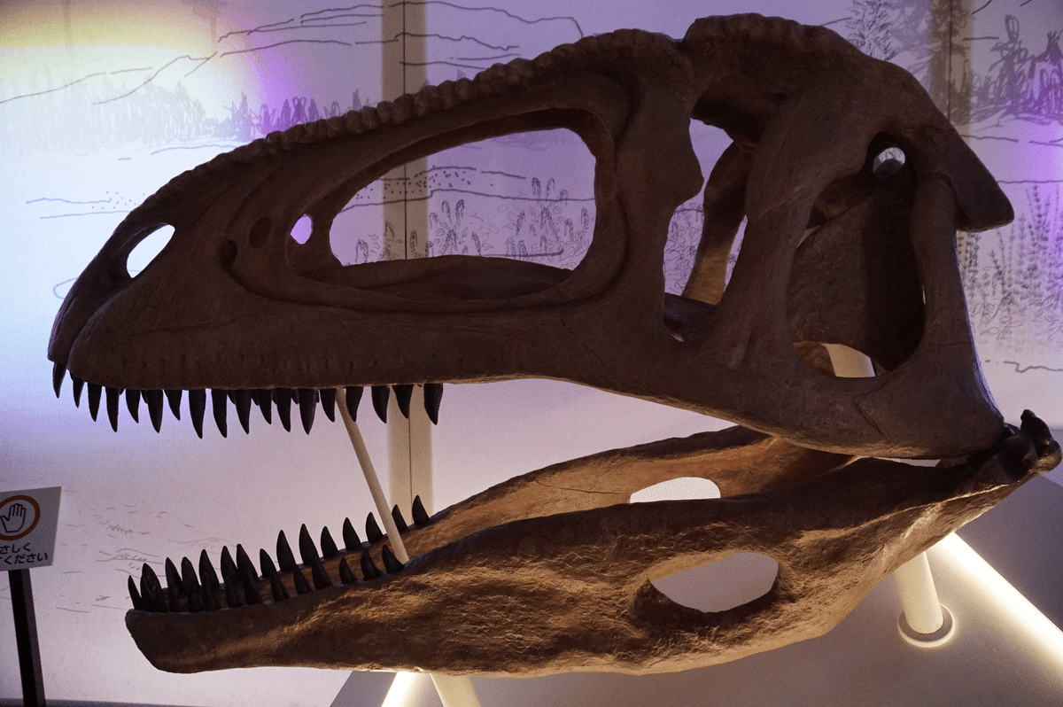 カルカロドントサウルス 化石 歯 牙 恐竜 ティラノサウルス T-REX 本物 カルカロドントサウルスの歯化石 | クリスタル・ワールド御徒町店