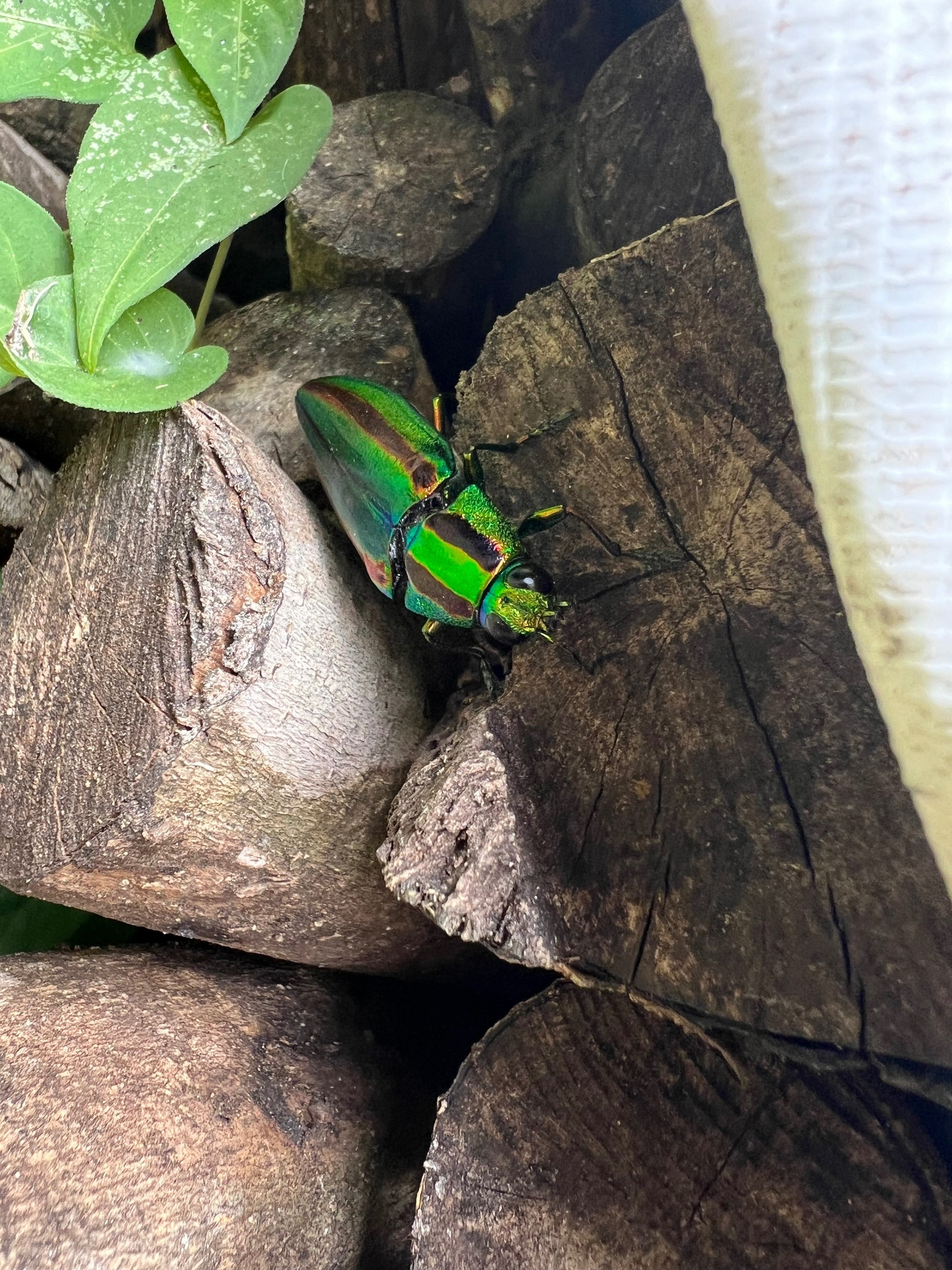 タマムシ｜Ohtematic