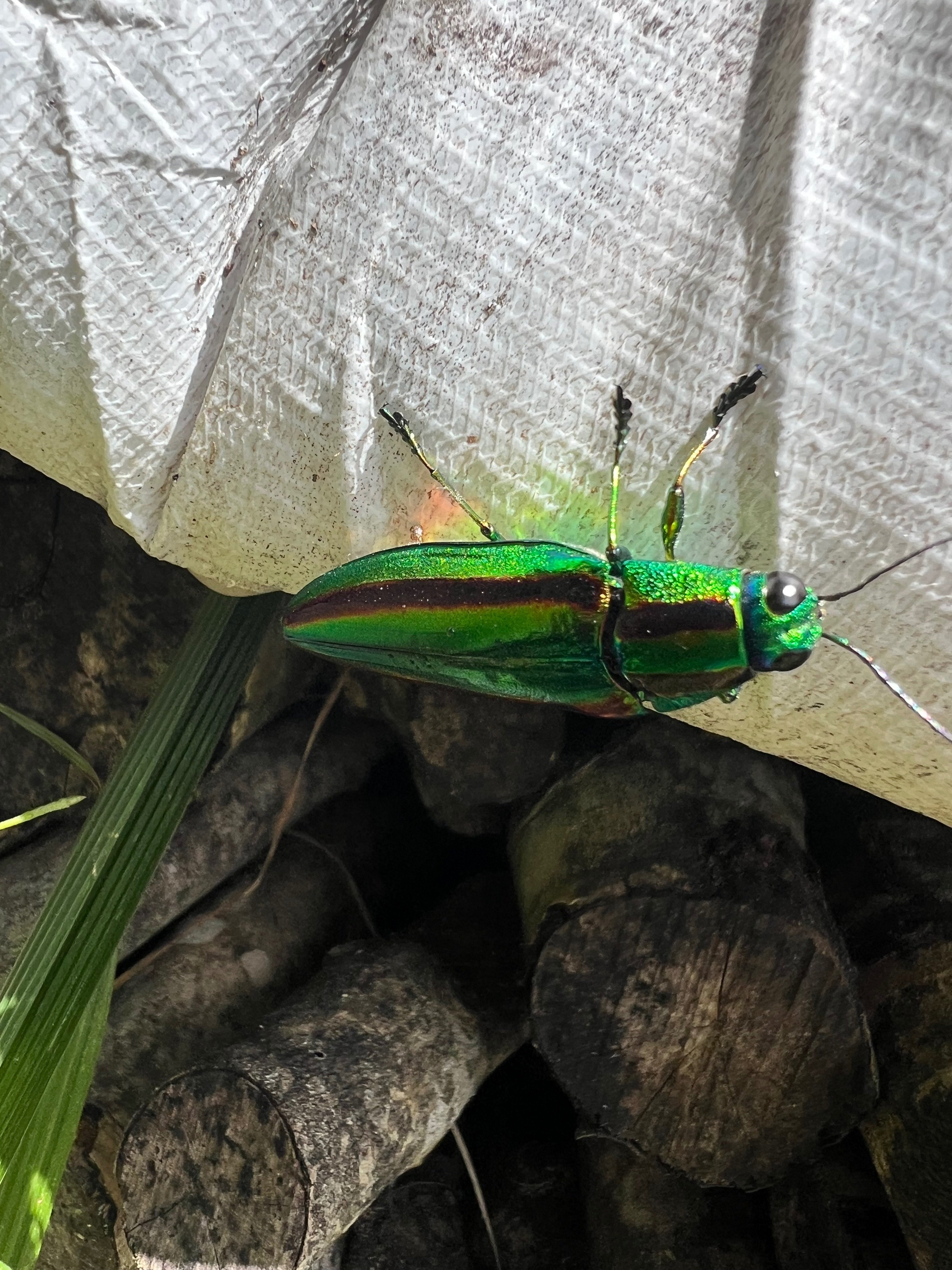 タマムシ｜Ohtematic