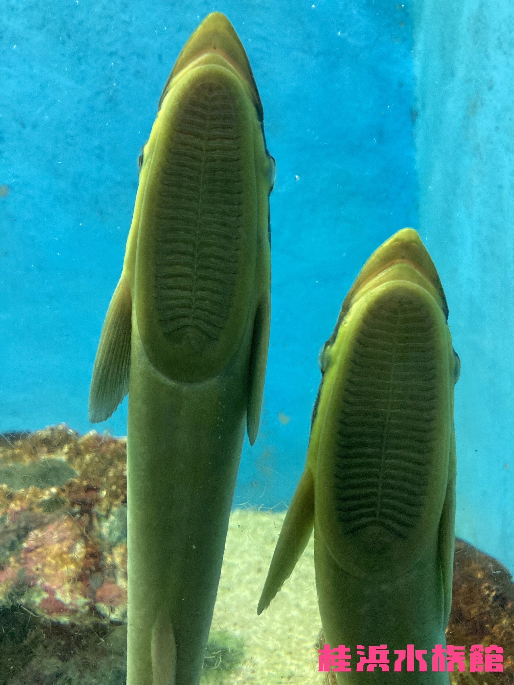 コバンザメ《展示動物解説》｜桂浜水族館 公式