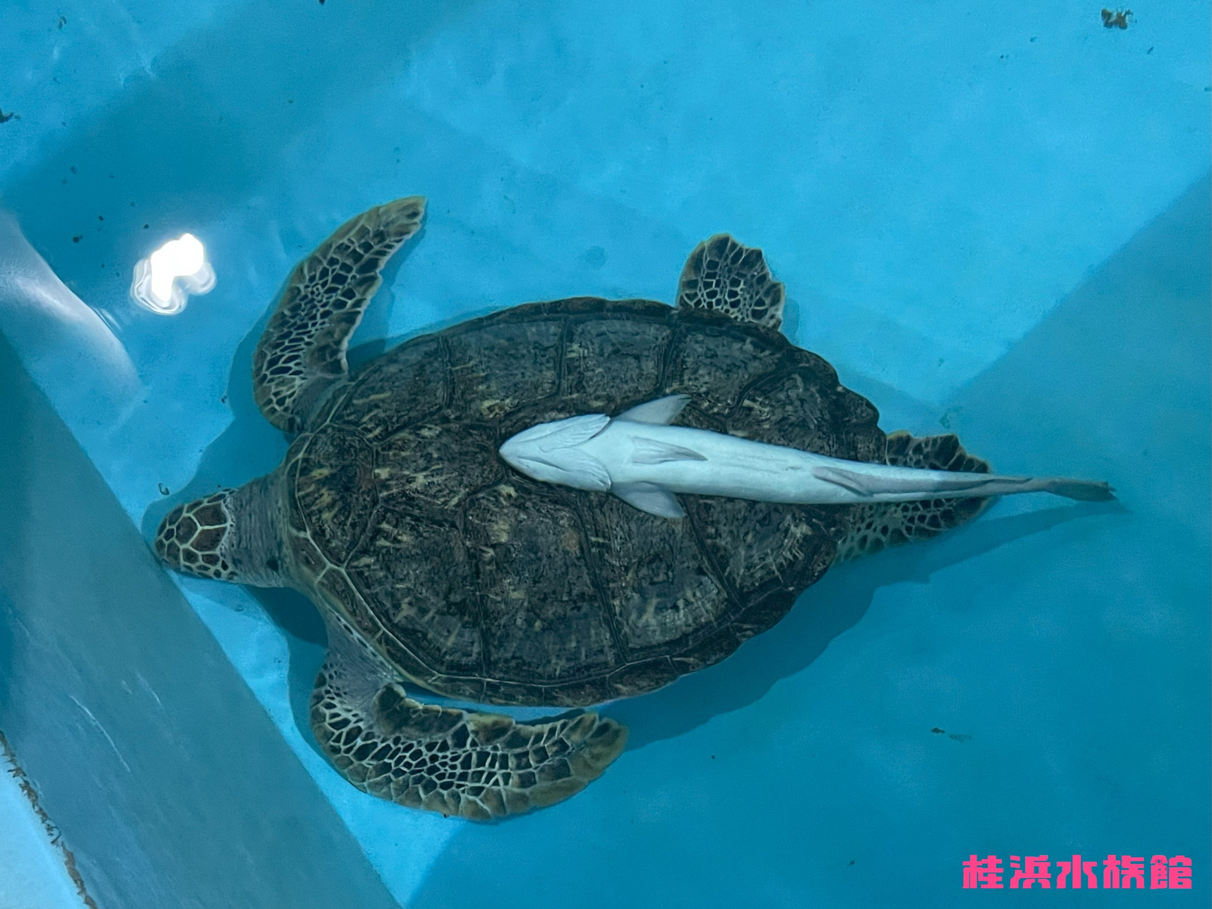 コバンザメ《展示動物解説》｜桂浜水族館 公式