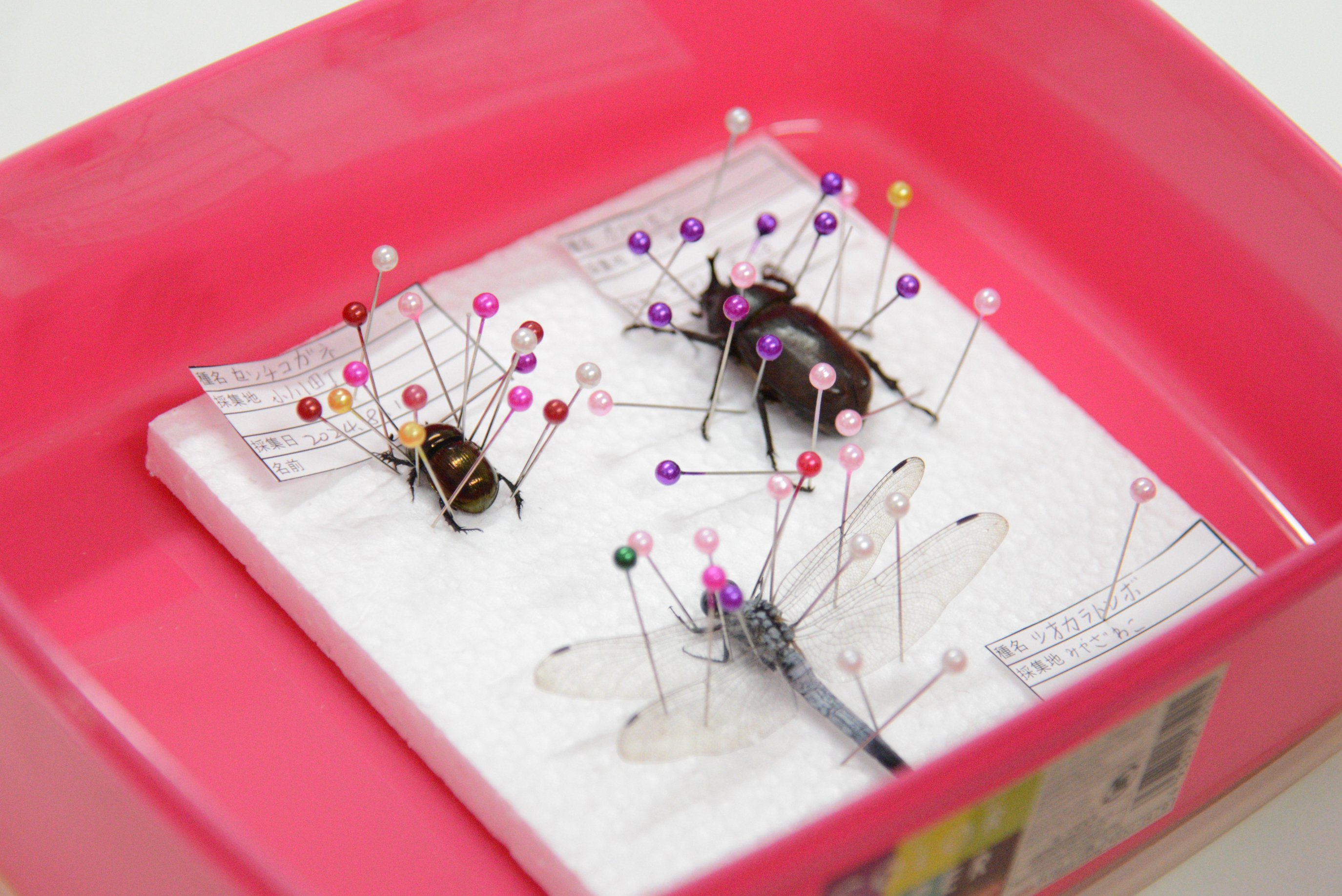 命」に感謝して、持ち帰る夏の一日（夏休み自由研究企画/昆虫標本
